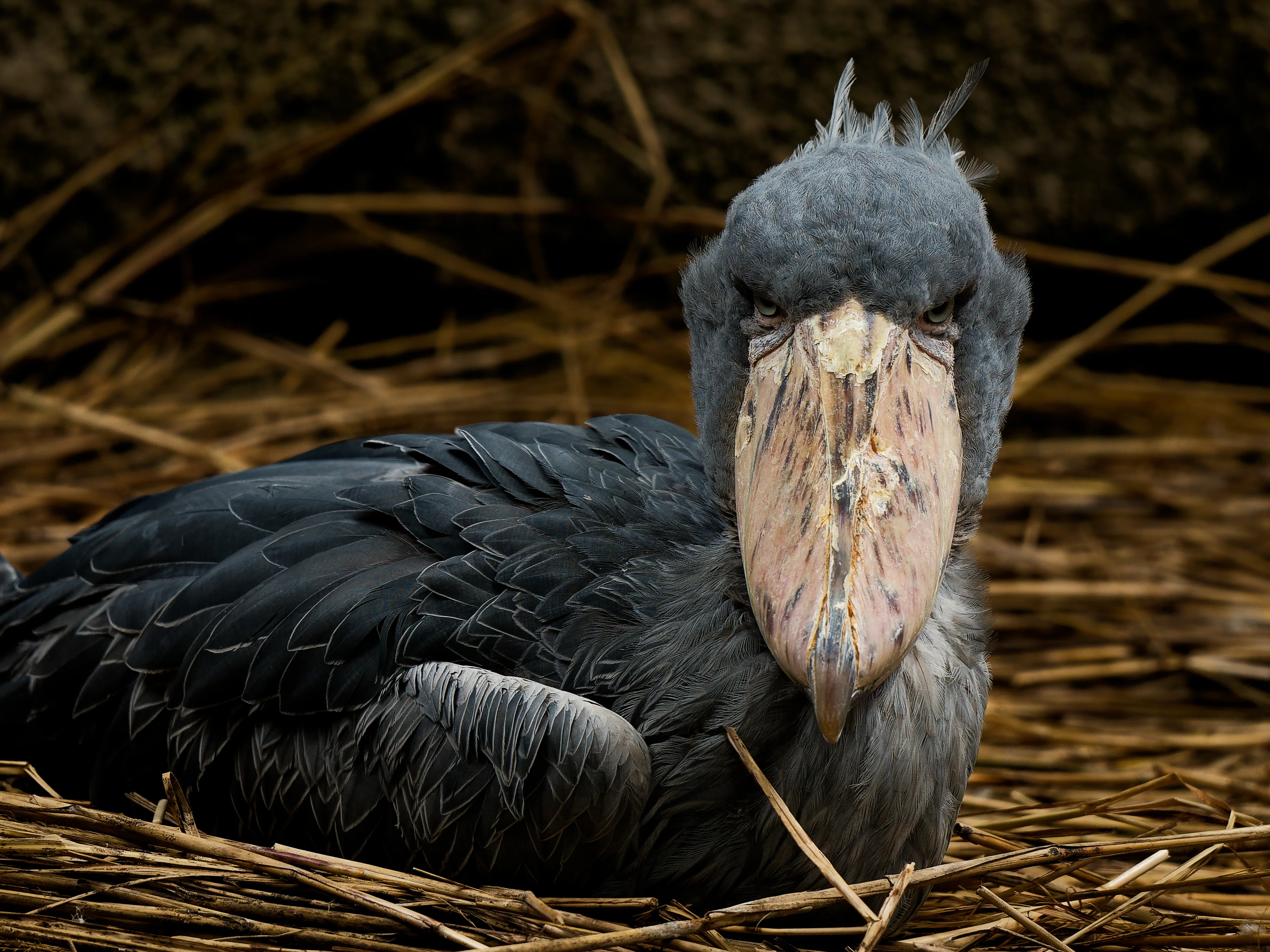 ハシビロコウ SHOEBILL】那須どうぶつ王国、久しぶりのハシビロコウ【COME BACK