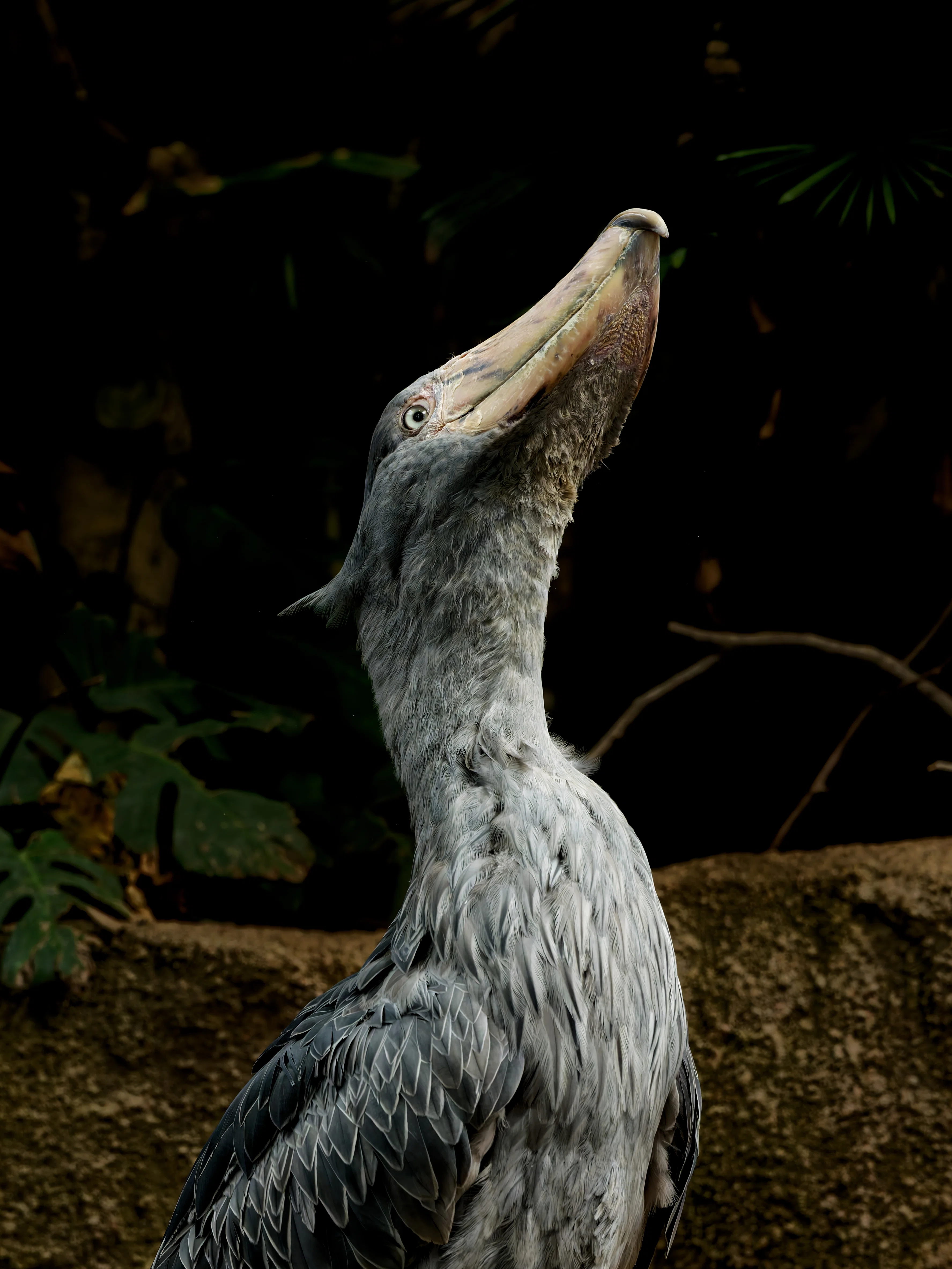 SHOEBILL】那須どうぶつ王国、久しぶりのハシビロコウ【COME BACK
