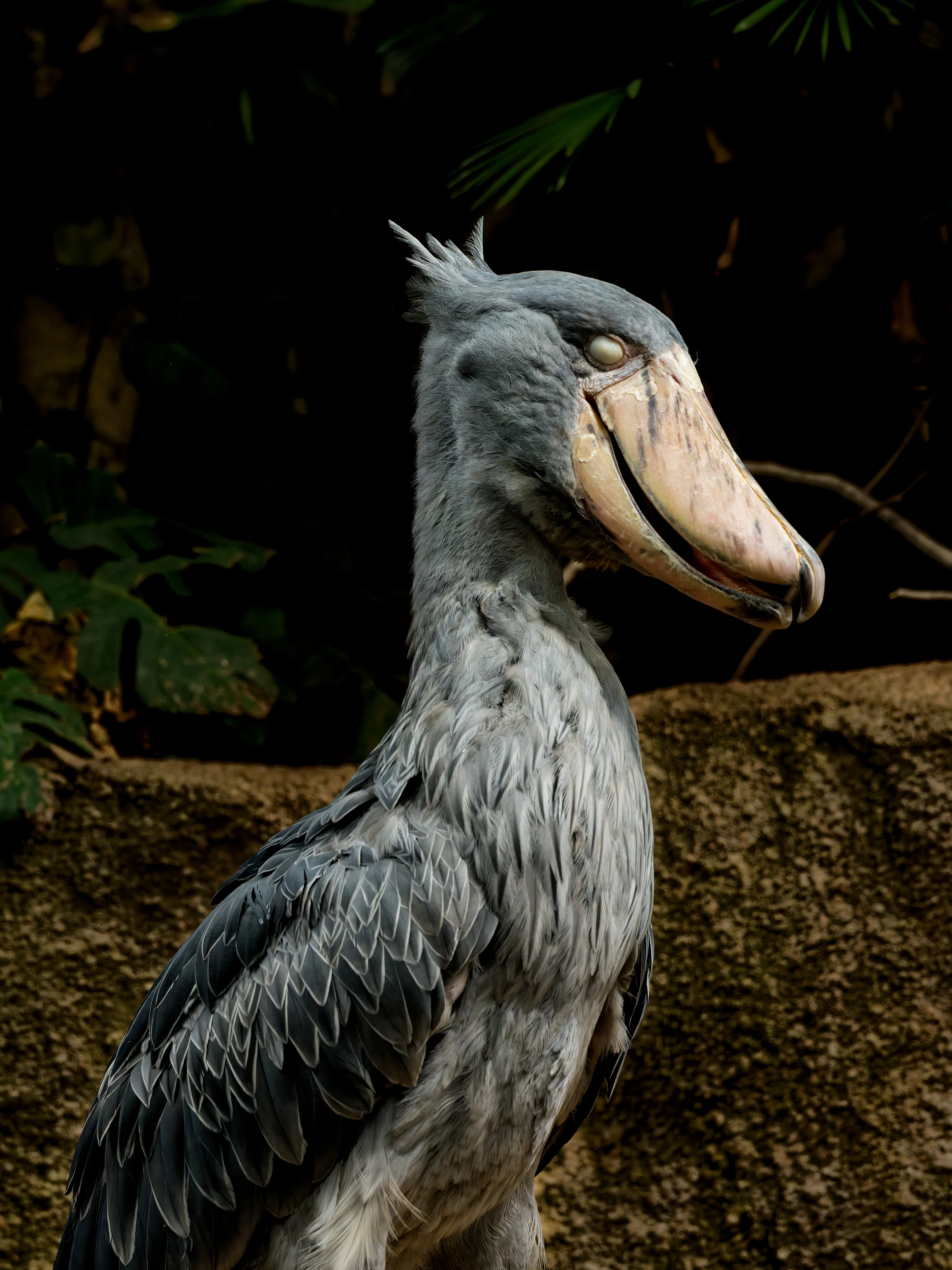 ハシビロコウ SBL JPN(shoebill japan). I never move. #ハシビロコウ #嘴広鸛
