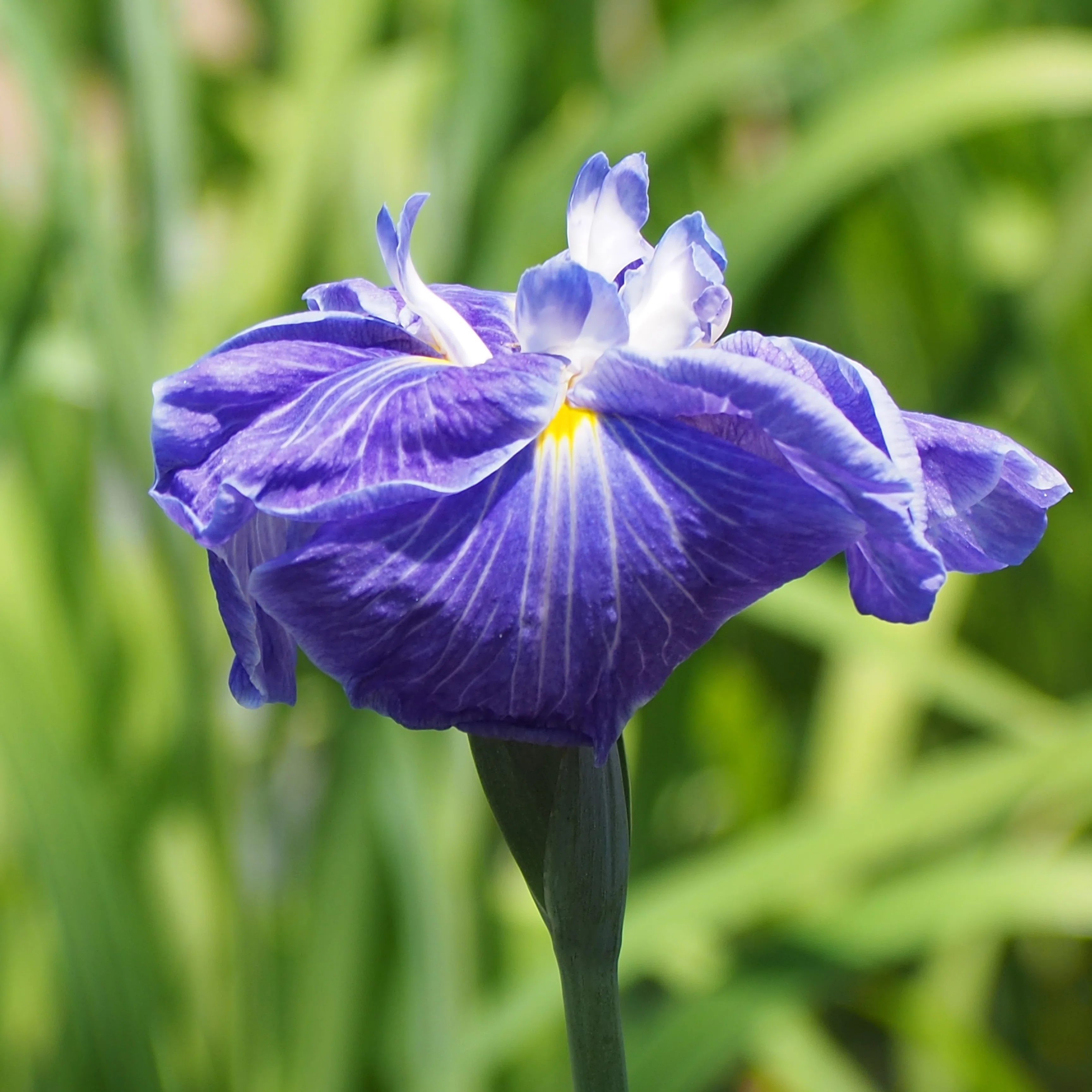 菖蒲　ハナショウブ　アヤメ 花日誌 2026/05 第4週： ハナショウブ（アヤメ科アヤメ属） ｜石川佳