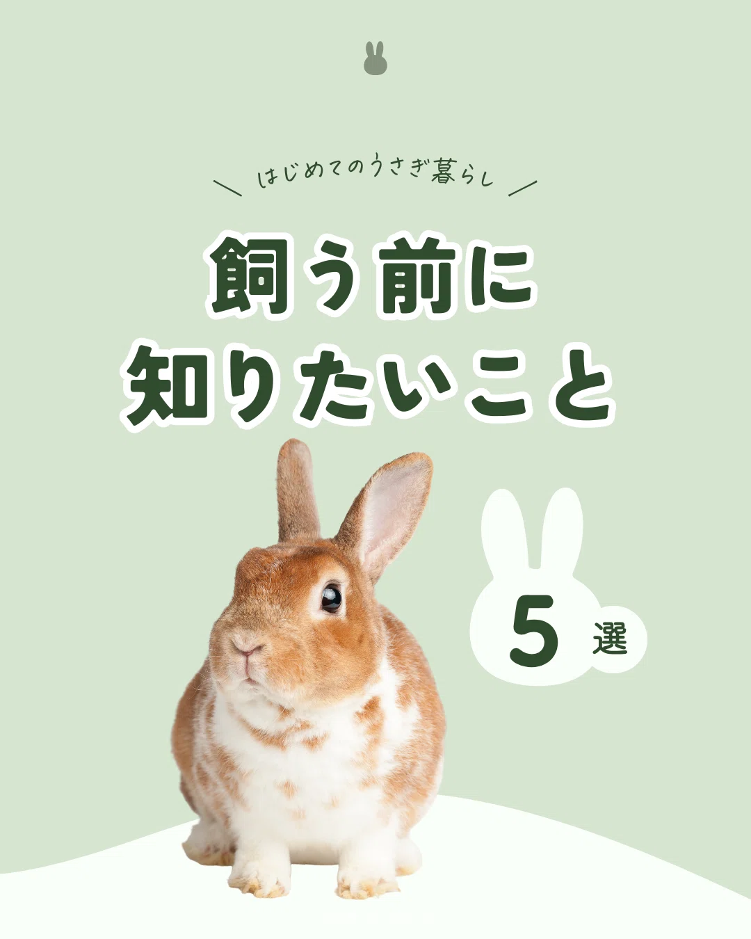 ふじみ野うさぎハウス＆行田うさぎハウス – 埼玉県でうさぎの保護活動