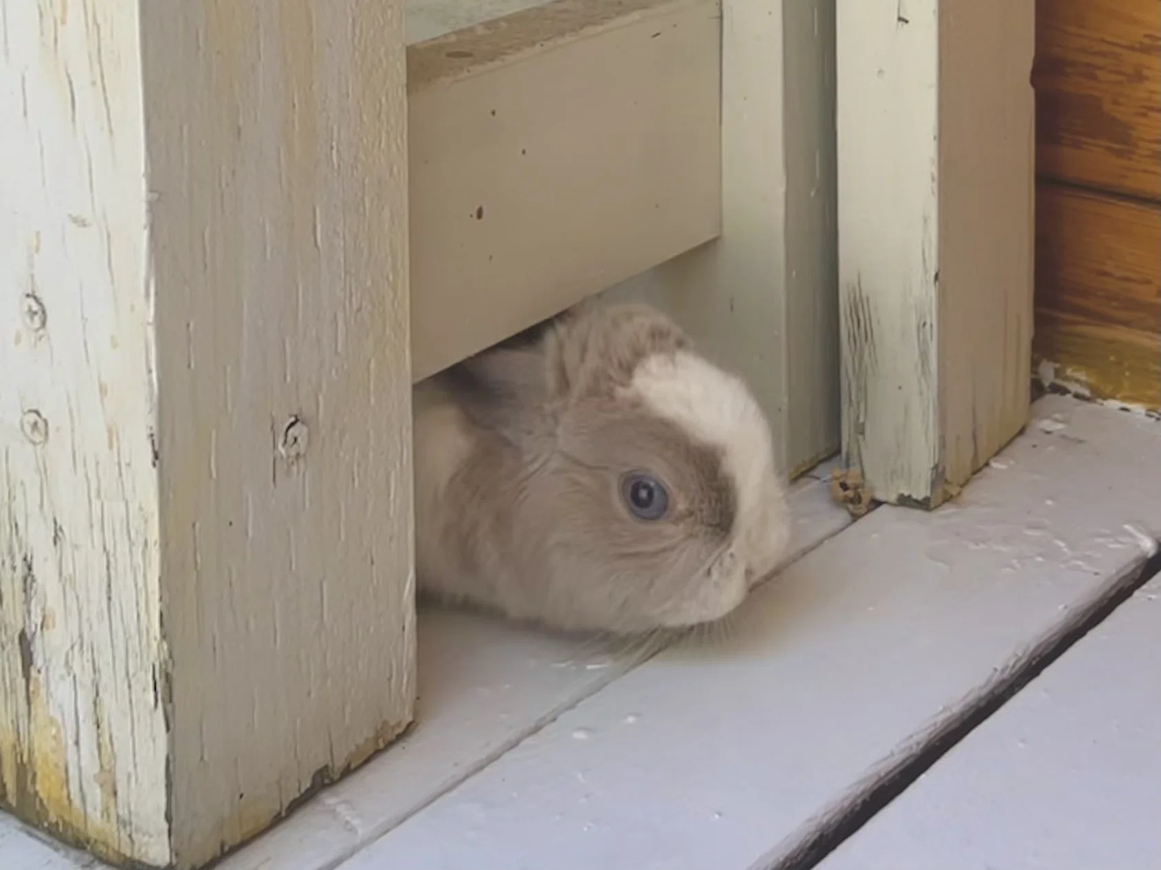 おはよーございます🐰｜ram