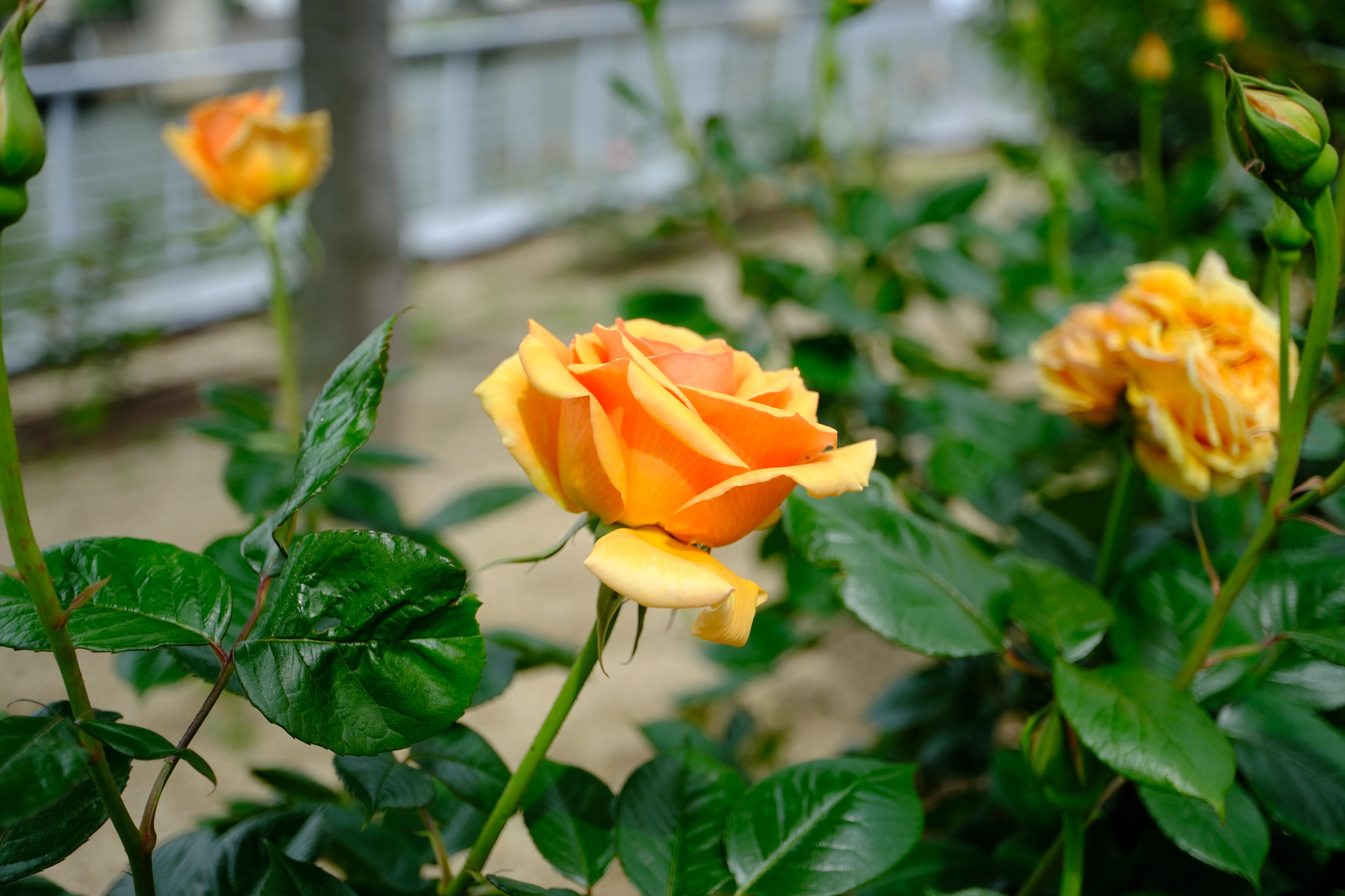 📷X-T30III × 🌹中之島バラ園 ｜ 🇩🇪アシュラム｜ぱぽにゃん🌹薔薇を