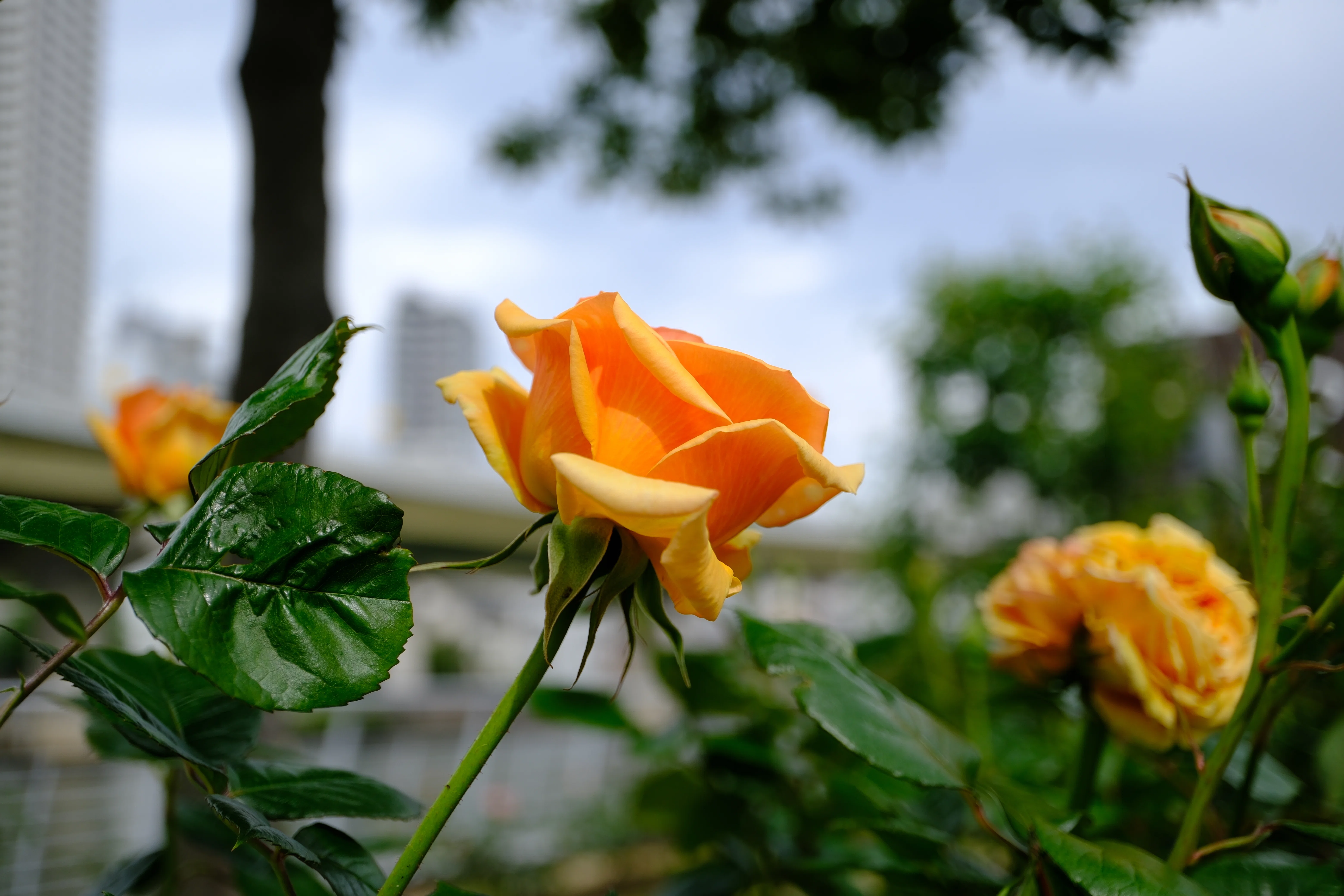 📷X-T30III × 🌹中之島バラ園 ｜ 🇩🇪アシュラム｜ぱぽにゃん🌹薔薇を