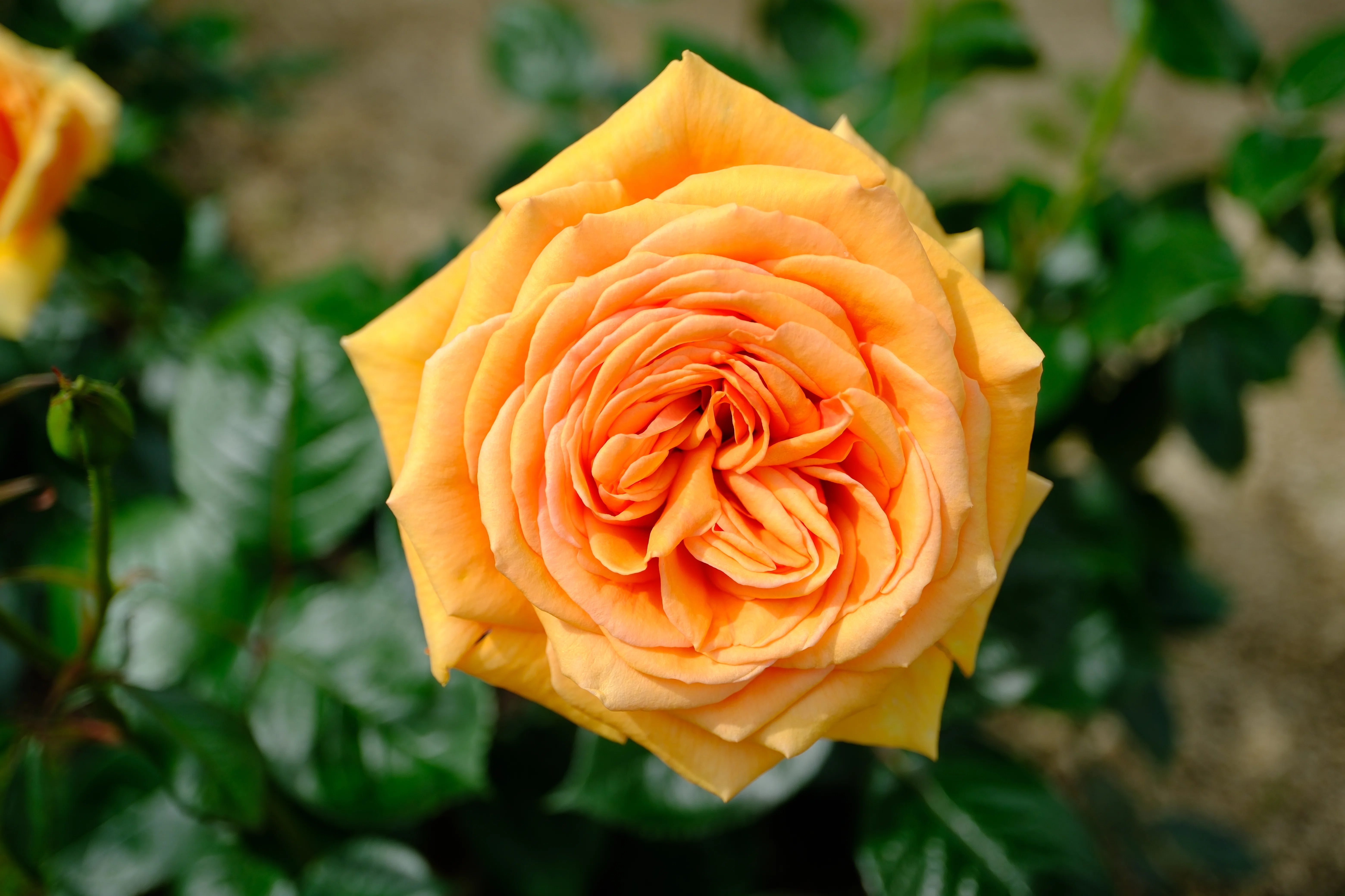 📷X-T30III × 🌹中之島バラ園 ｜ 🇩🇪アシュラム｜ぱぽにゃん🌹薔薇を