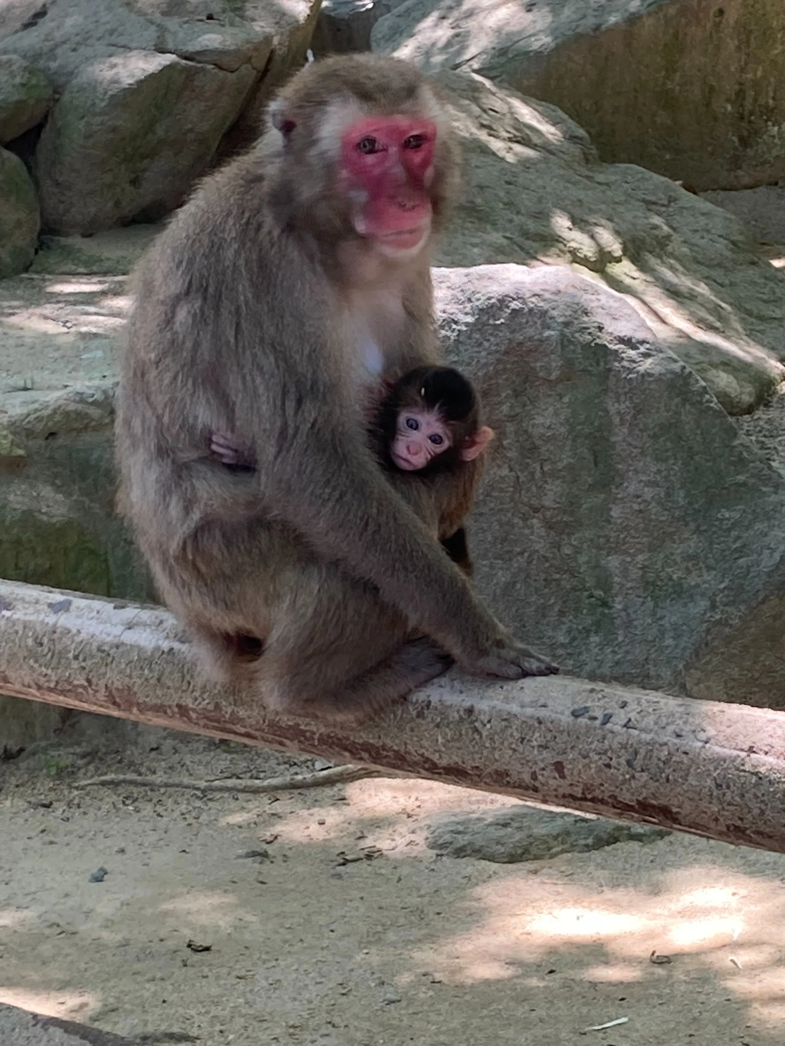お猿さんに癒された🐒小さな旅｜あんず姉さん