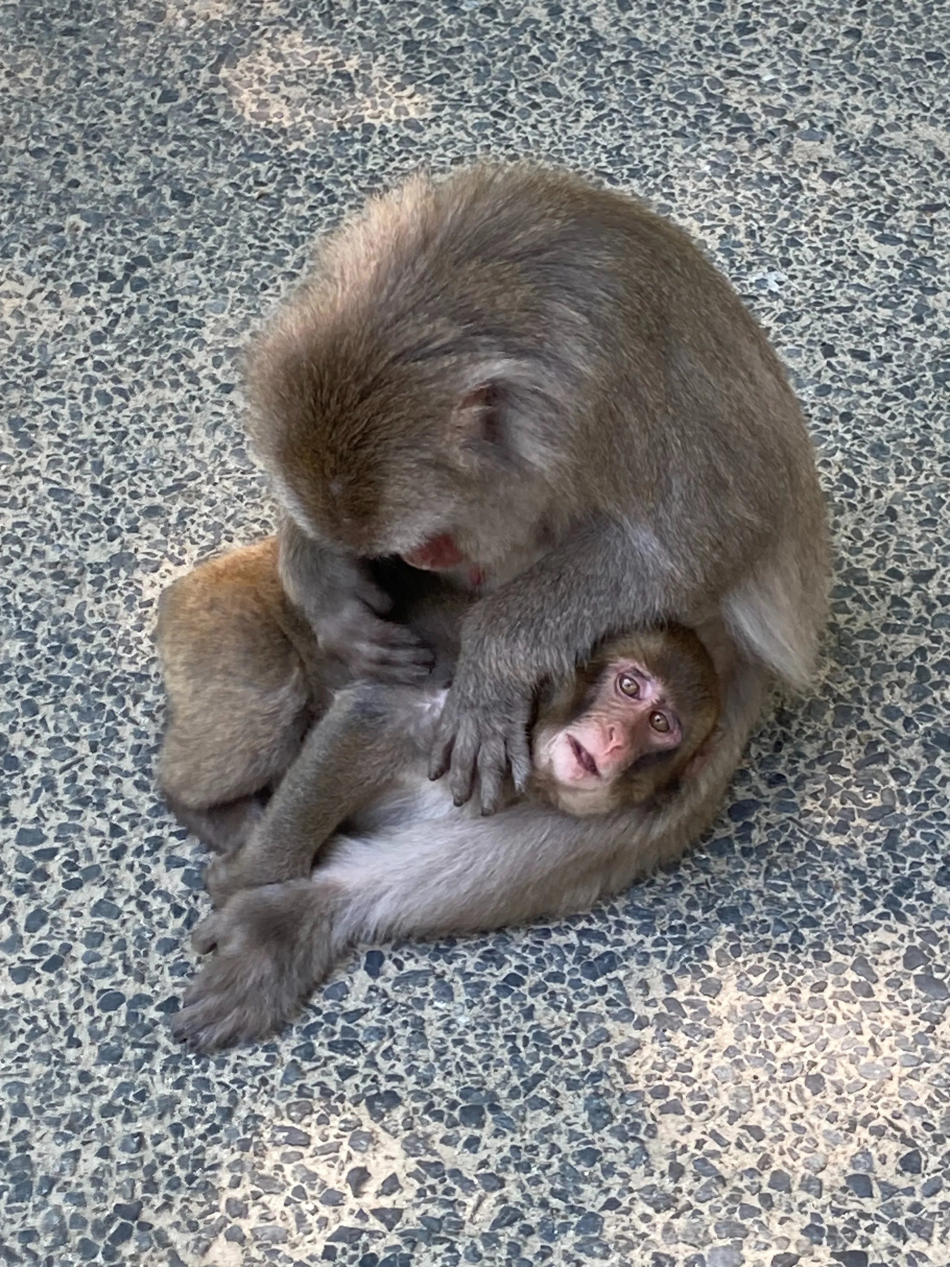 生後数日の赤ちゃん猿🐵に会ってきた｜癒やしの小旅行｜あんず姉さん