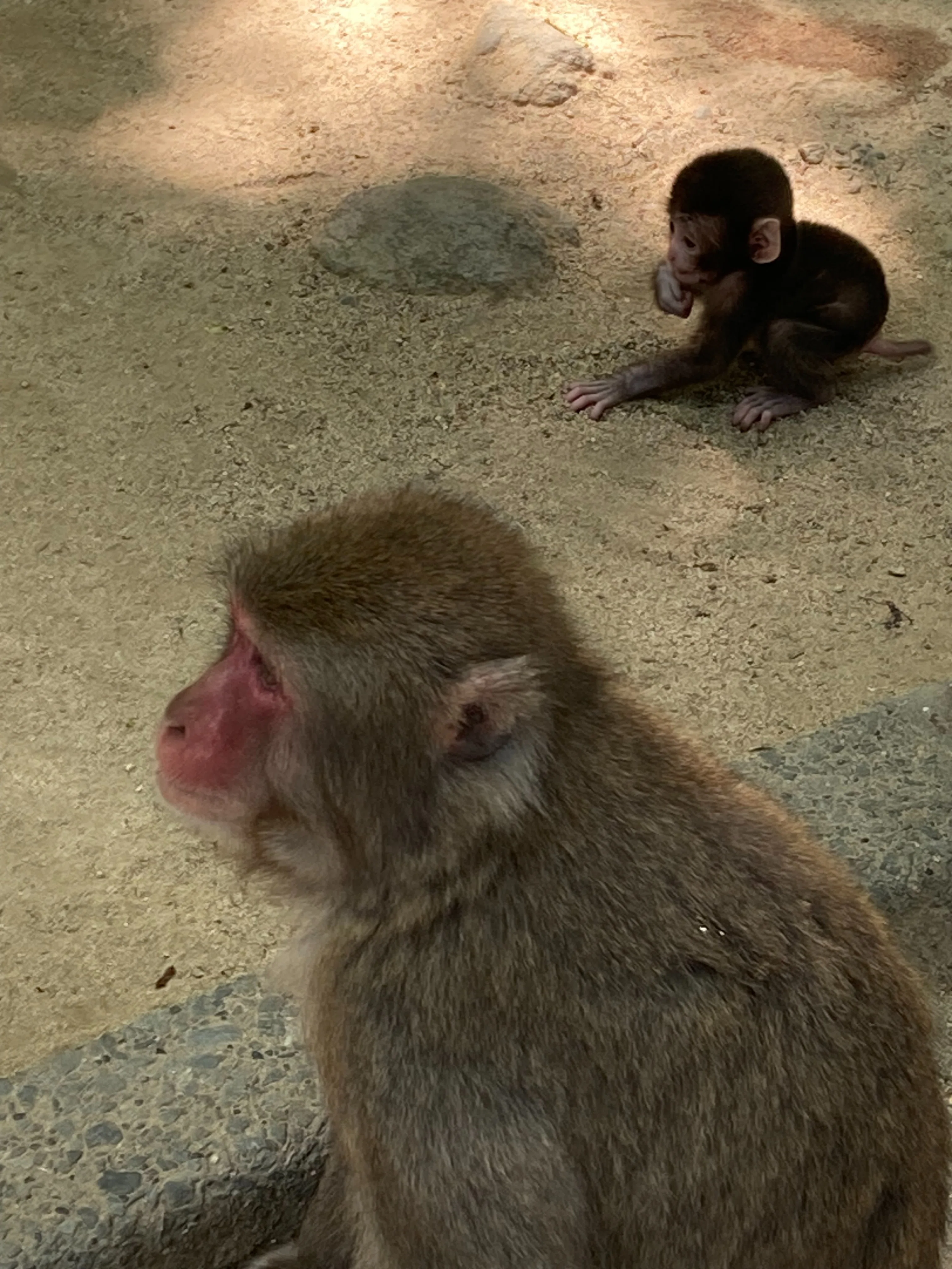 生後数日の赤ちゃん猿🐵に会ってきた｜癒やしの小旅行｜あんず姉さん