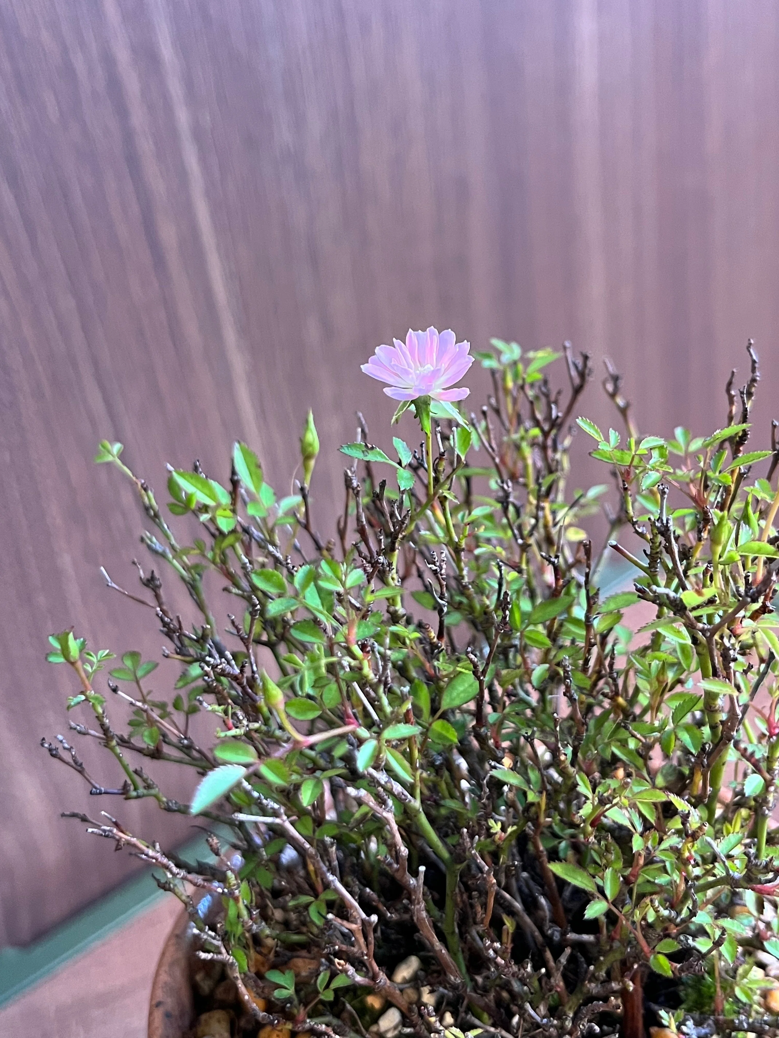 挿し木】バラとヤブコウジ（斑入り）の花が咲く｜シオ＠西向き部屋で