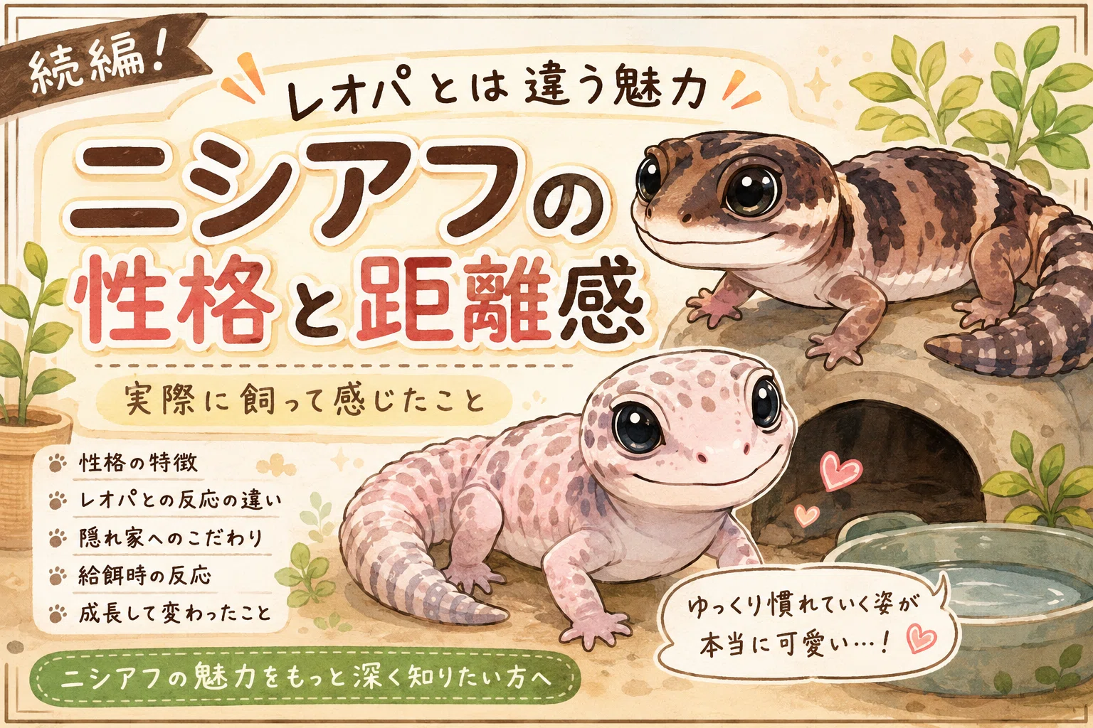 No.16 飼って初めて分かったニシアフの魅力｜レオパとの違いも紹介