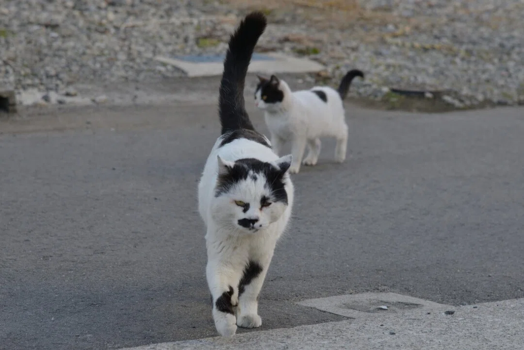 8の子分、0くん」｜猫島警部