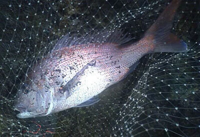 Extra Edition [Takashima Memoirs] Ji-Goutou (Fishing Log 2) The Big Red ...