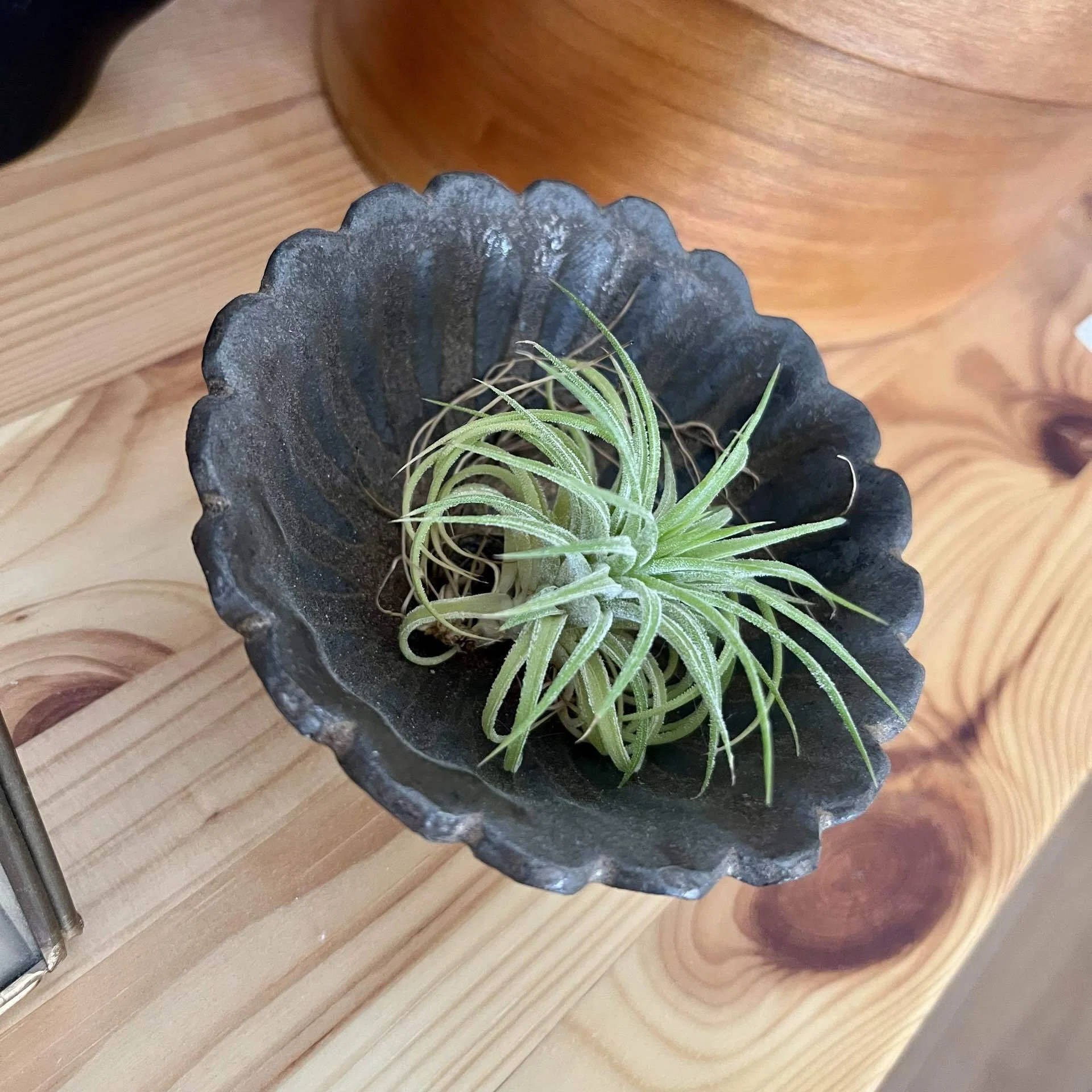 509 Museum Diary: Tillandsias are cute, aren't they?｜リルコ｜509号室