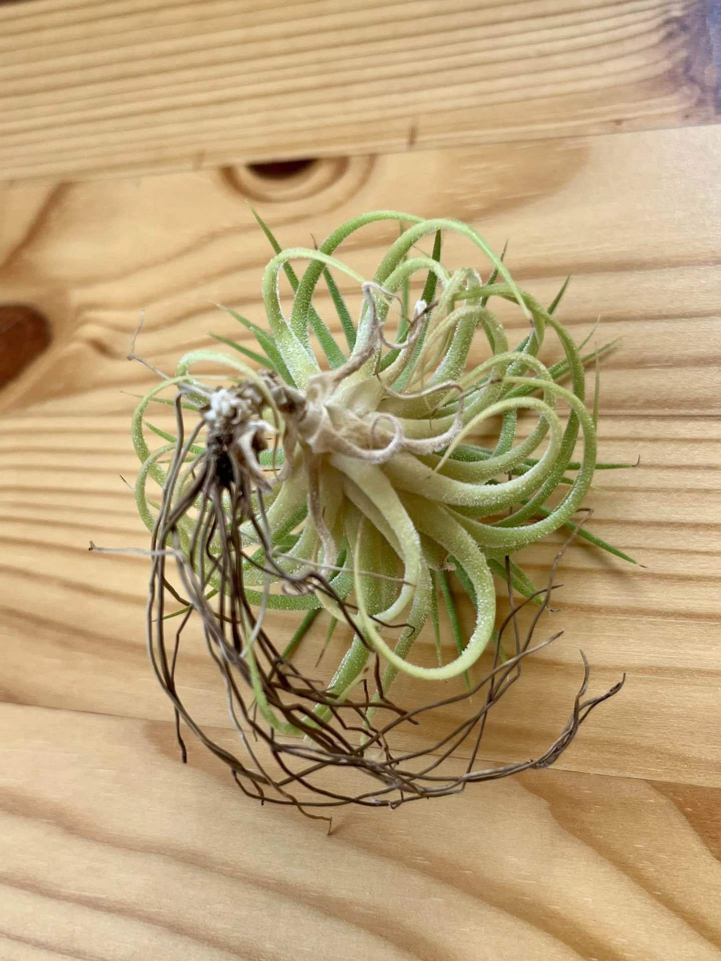 509 Museum Diary: Tillandsias are cute, aren't they?｜リルコ｜509号室