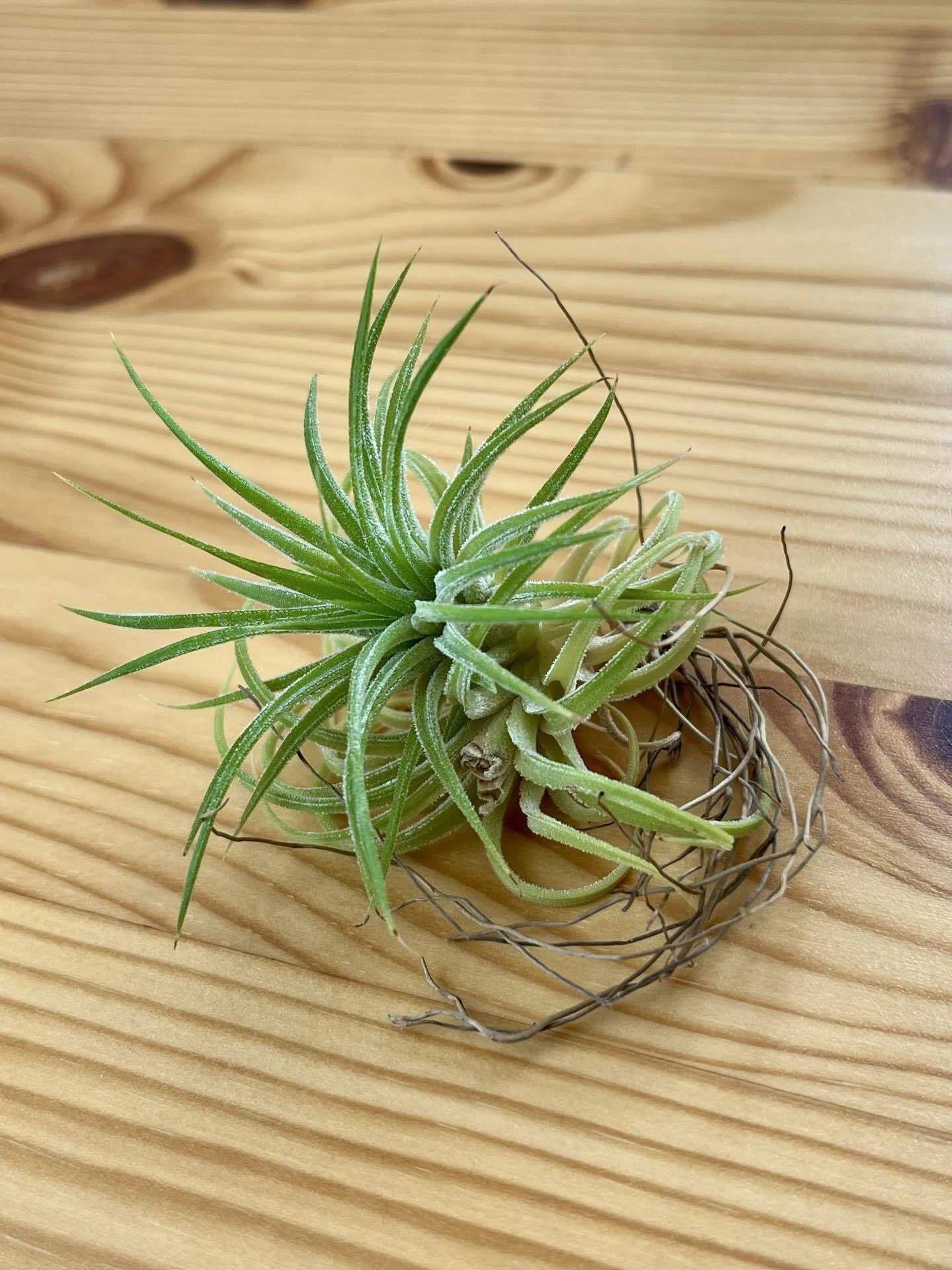 509 Museum Diary: Tillandsias are cute, aren't they?｜リルコ｜509号室
