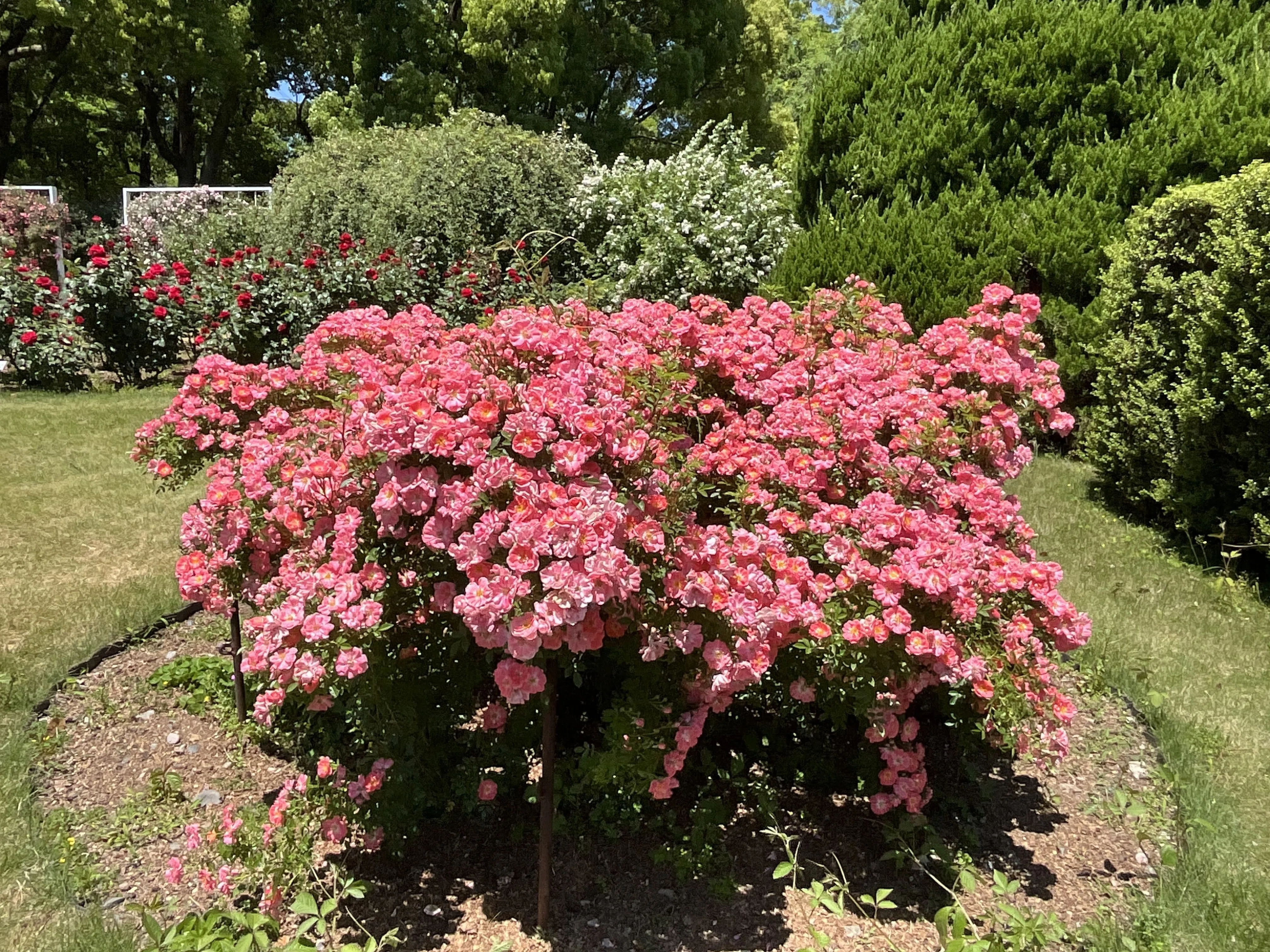 目録20世紀1901 ~1998年　バラ売りorおまとめ 花見川（京都府立植物園）：2026年5月16日（土）｜藤井秀昭（『京都