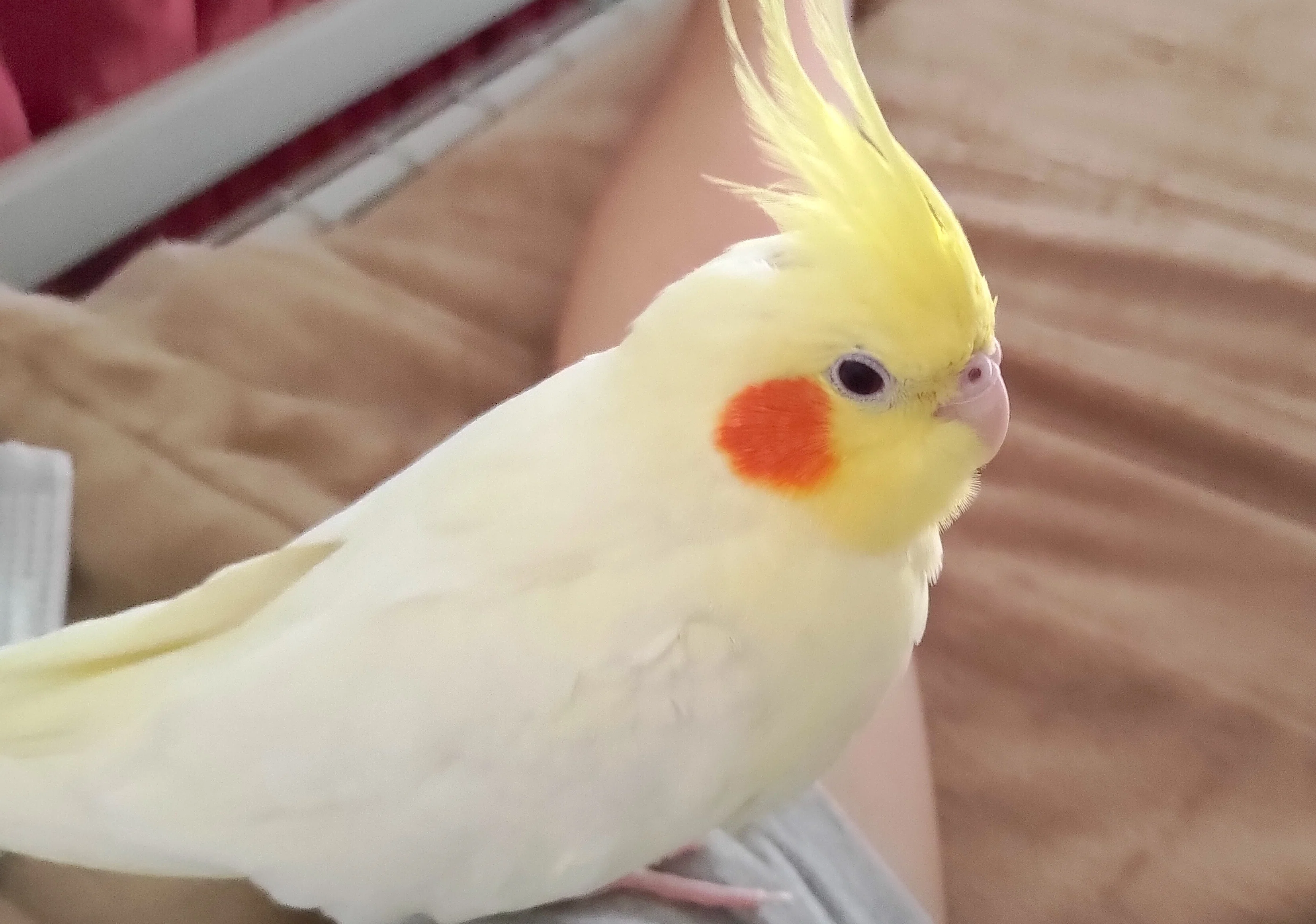 初めてのセキセイインコ｜Min
