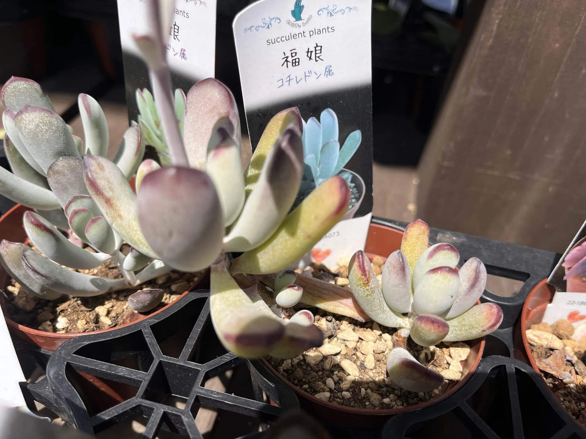 多肉植物の名前が厨二病すぎる｜ホームセンターで暗黒竜と戦ってきた