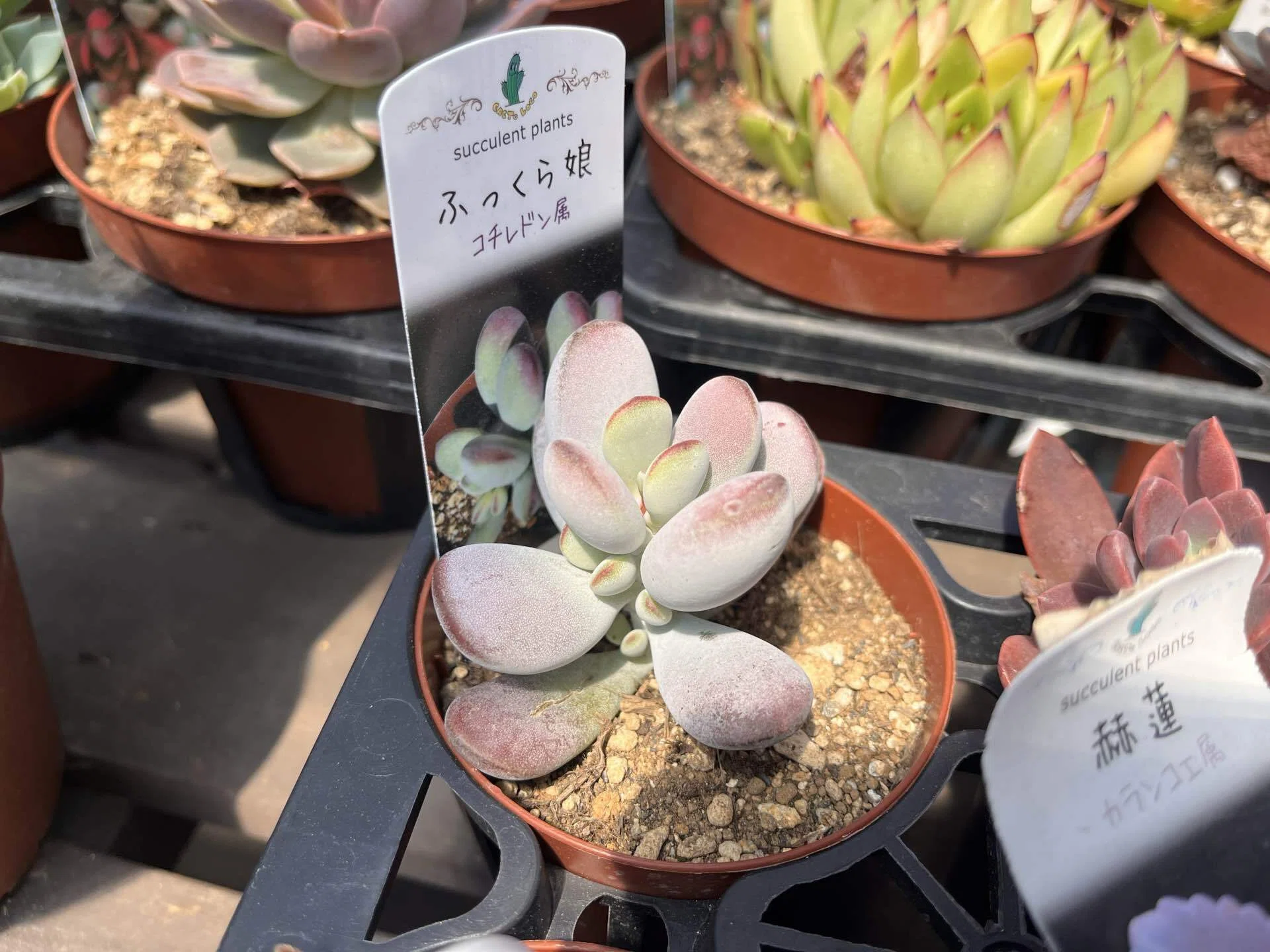 多肉植物の名前が厨二病すぎる｜ホームセンターで暗黒竜と戦ってきた