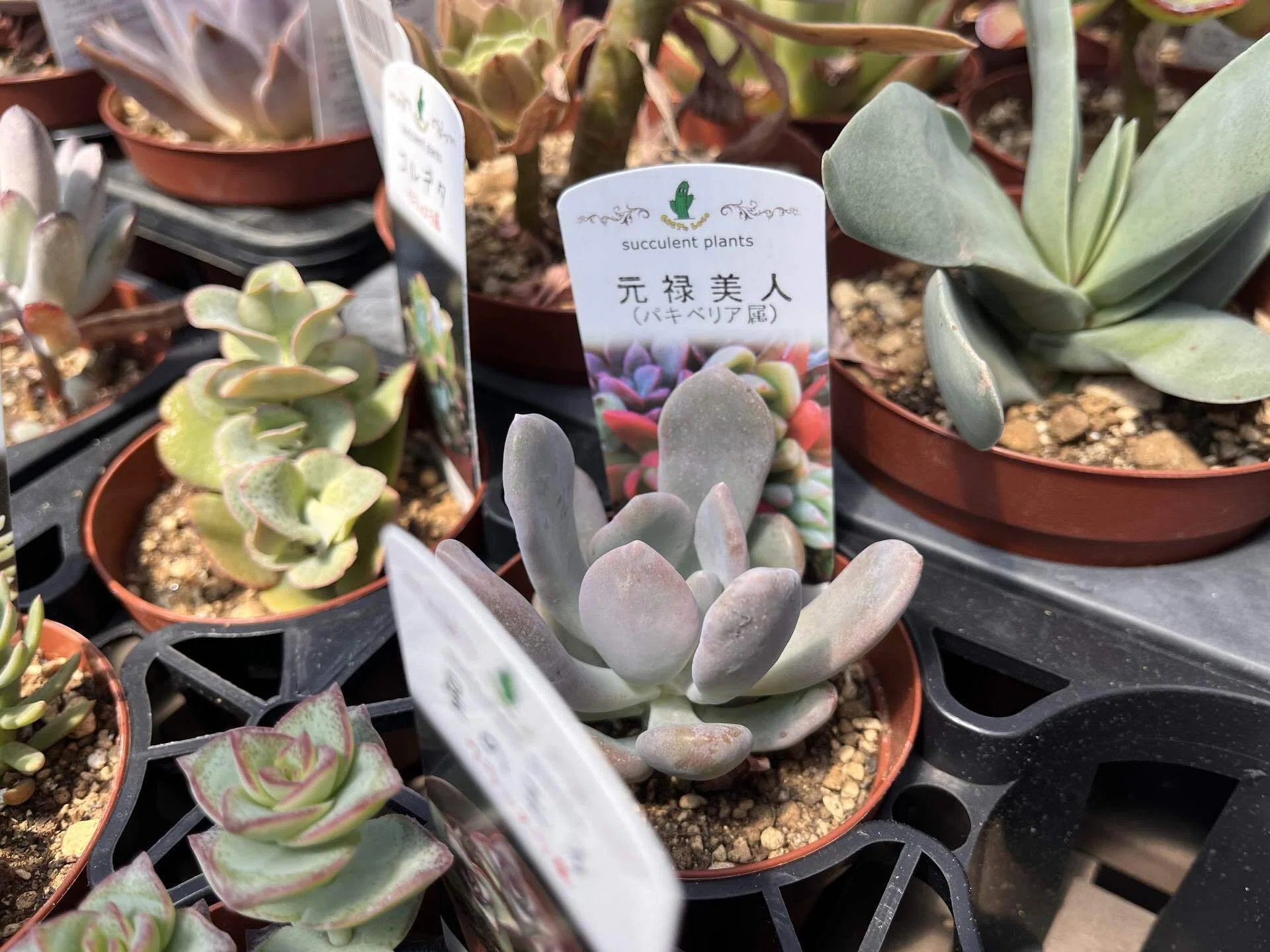 多肉植物の名前が厨二病すぎる｜ホームセンターで暗黒竜と戦ってきた