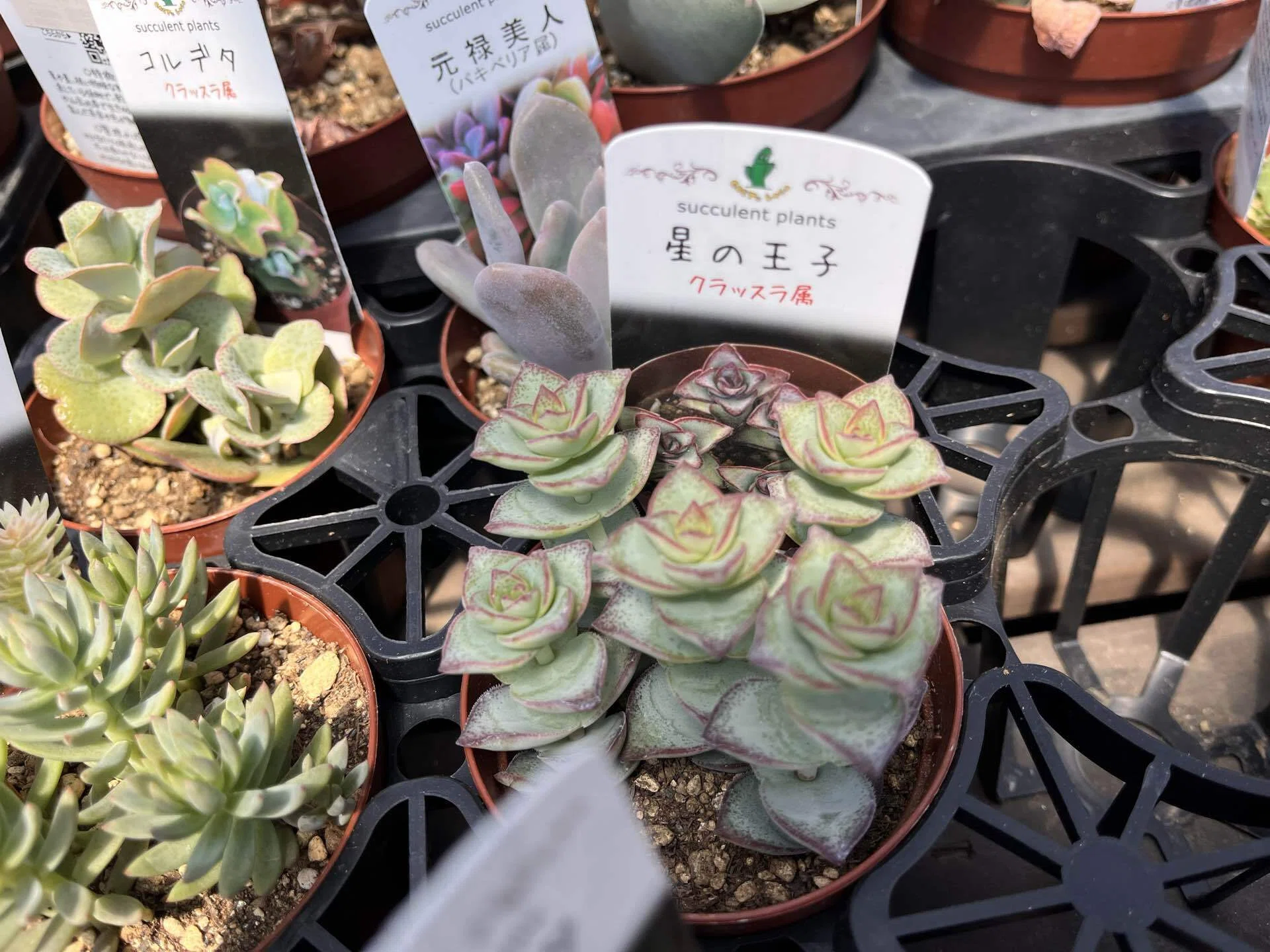 多肉植物の名前が厨二病すぎる｜ホームセンターで暗黒竜と戦ってきた