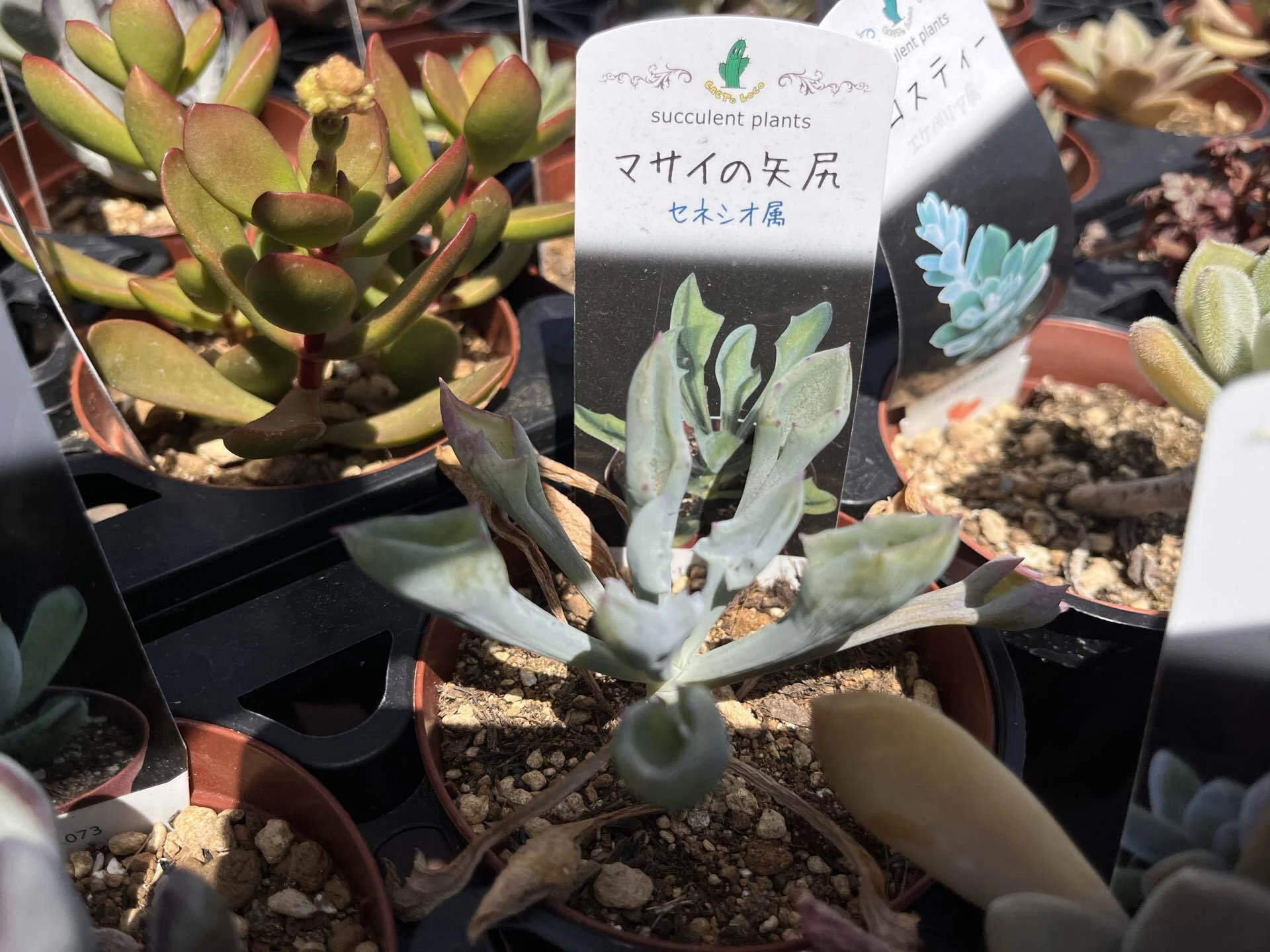 ホームセンターで出会った暗黒竜｜多肉植物の名前が厨二病すぎる！第壱