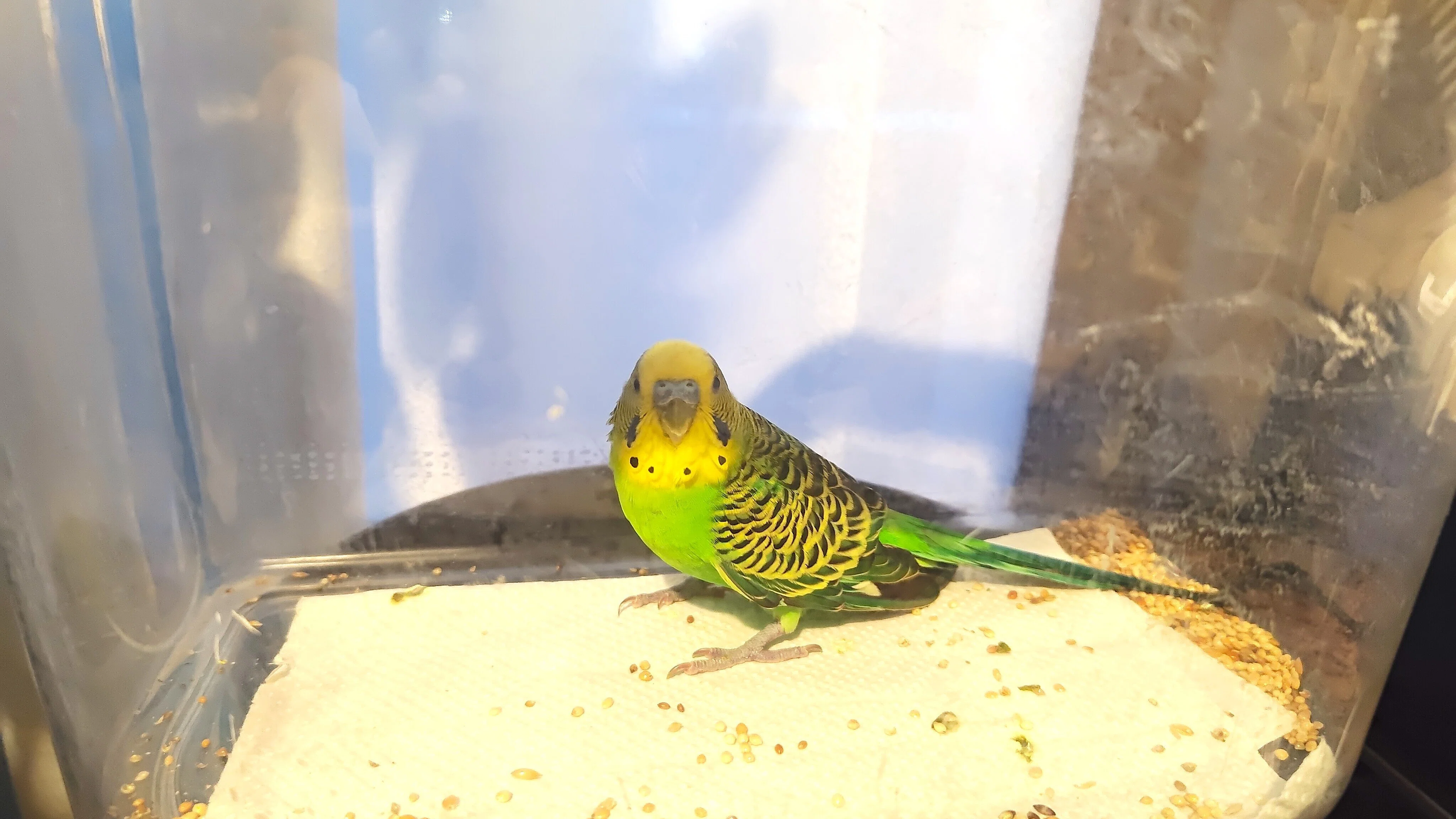 初めてのセキセイインコ｜Min