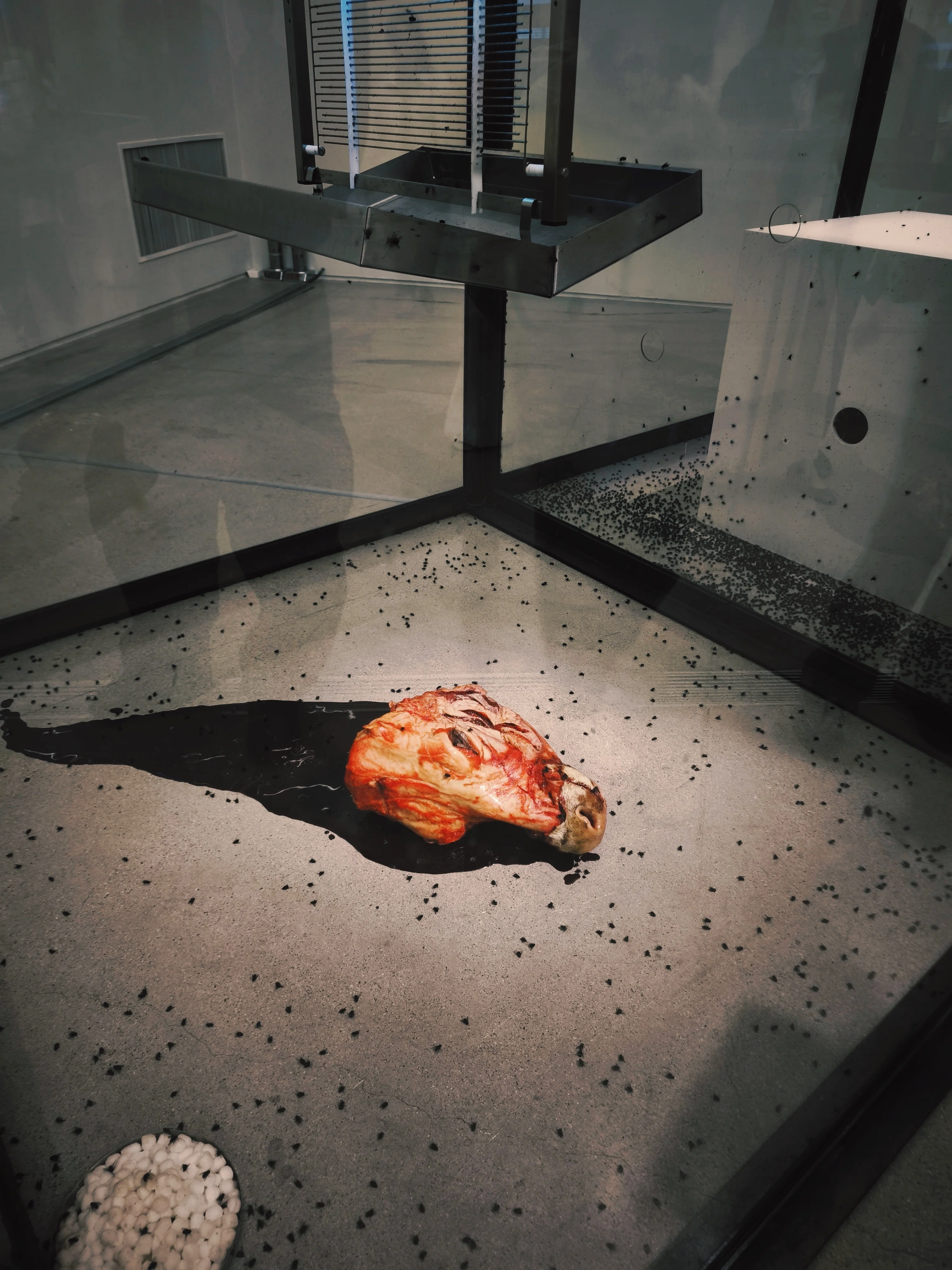 ソウルMMCA『ダミアン・ハースト』を観て。生と死の間を“いきる”│MMCA