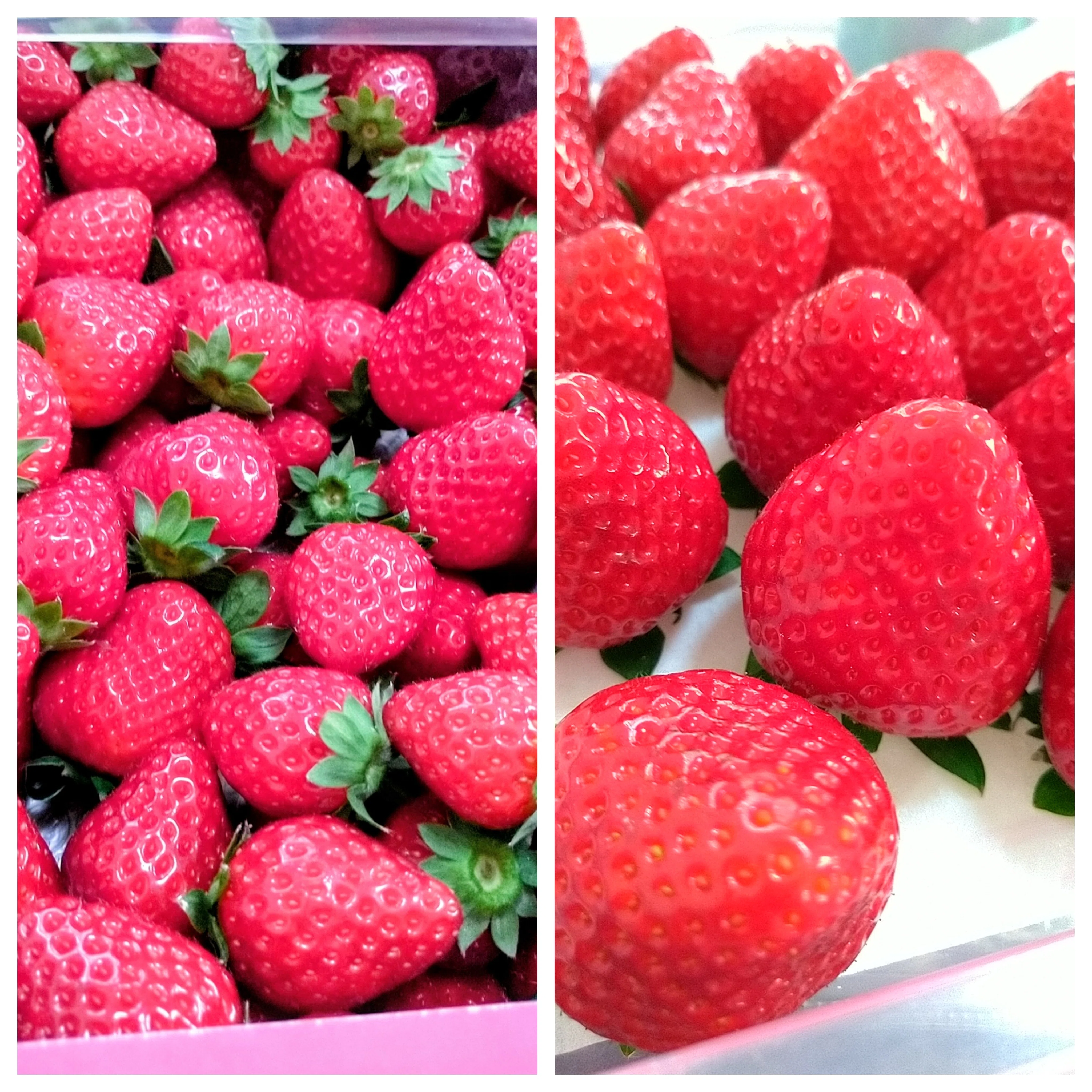 61 years old, 6th time at the strawberry farm 🍓 It's hot! 🥵💧｜ここ