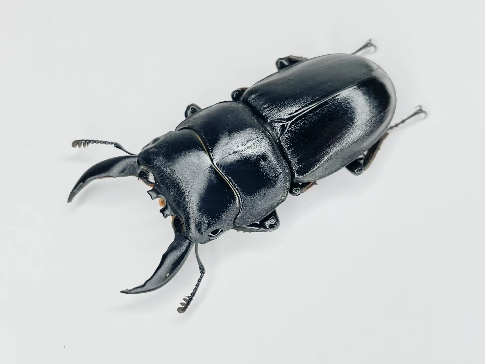 クワガタの方の近況｜Yezo_Dorcus