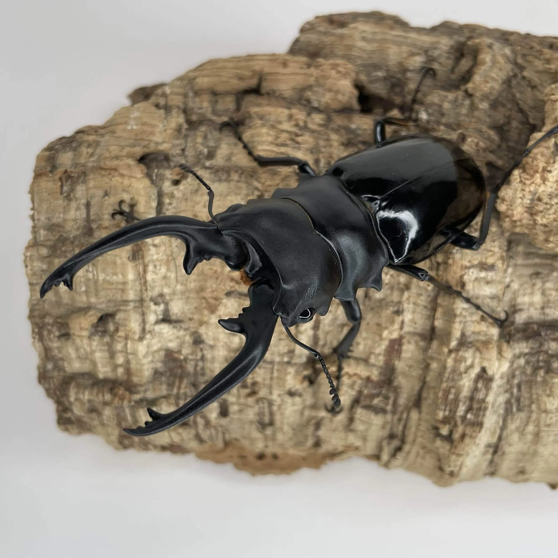 クワガタの方の近況｜Yezo_Dorcus