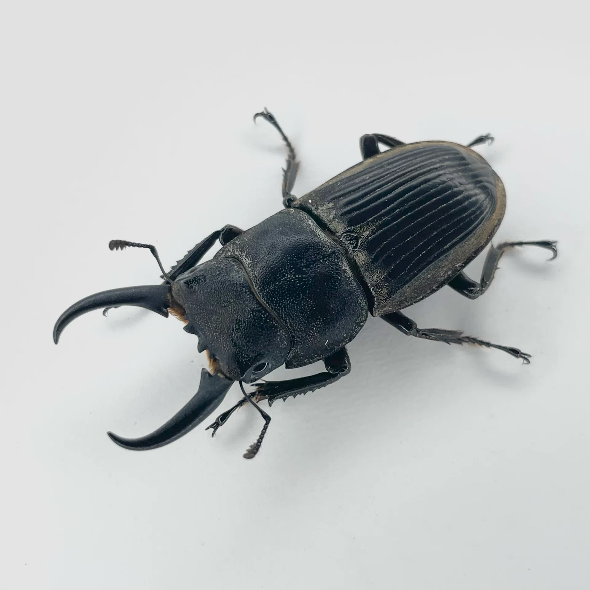 クワガタの方の近況｜Yezo_Dorcus
