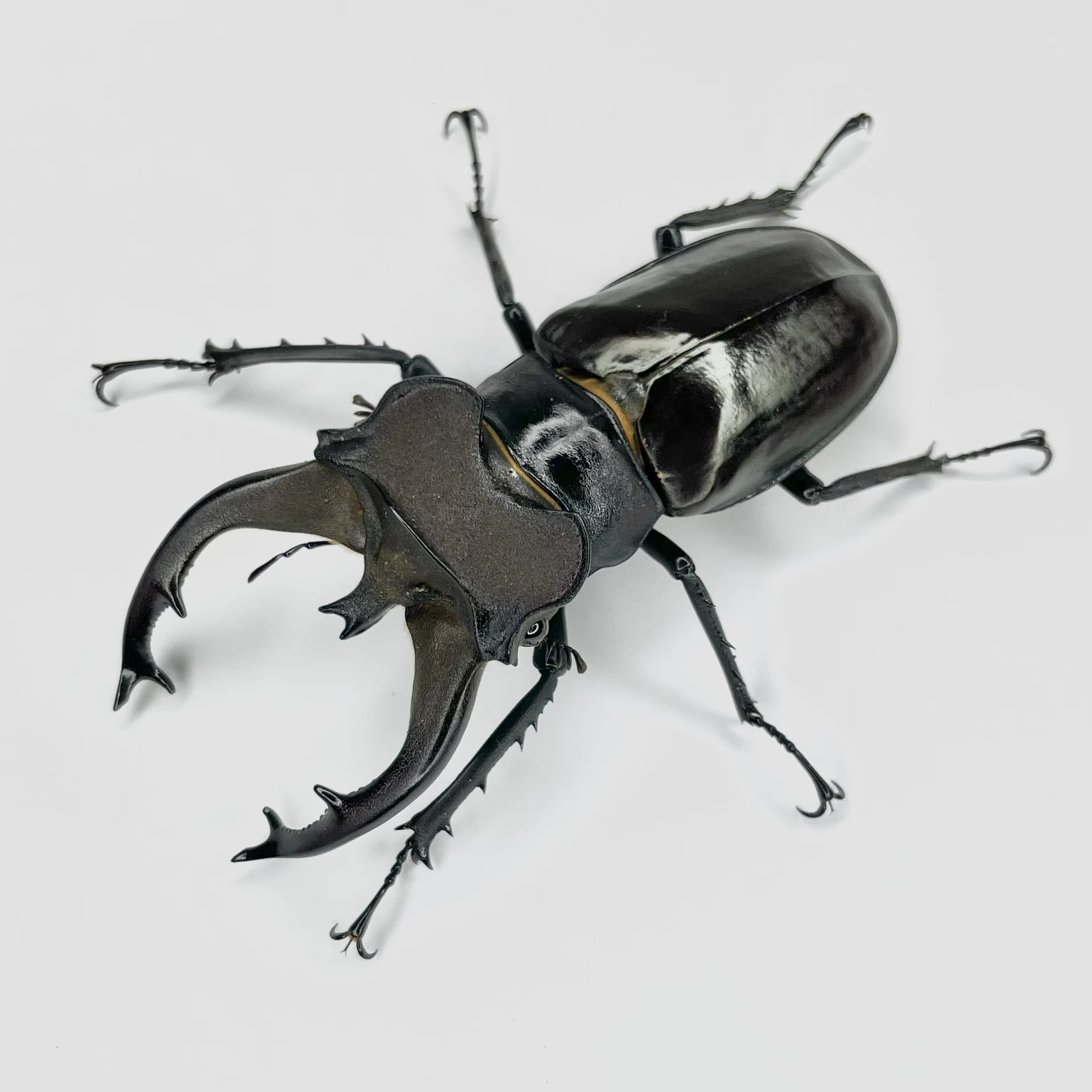 クワガタの方の近況｜Yezo_Dorcus