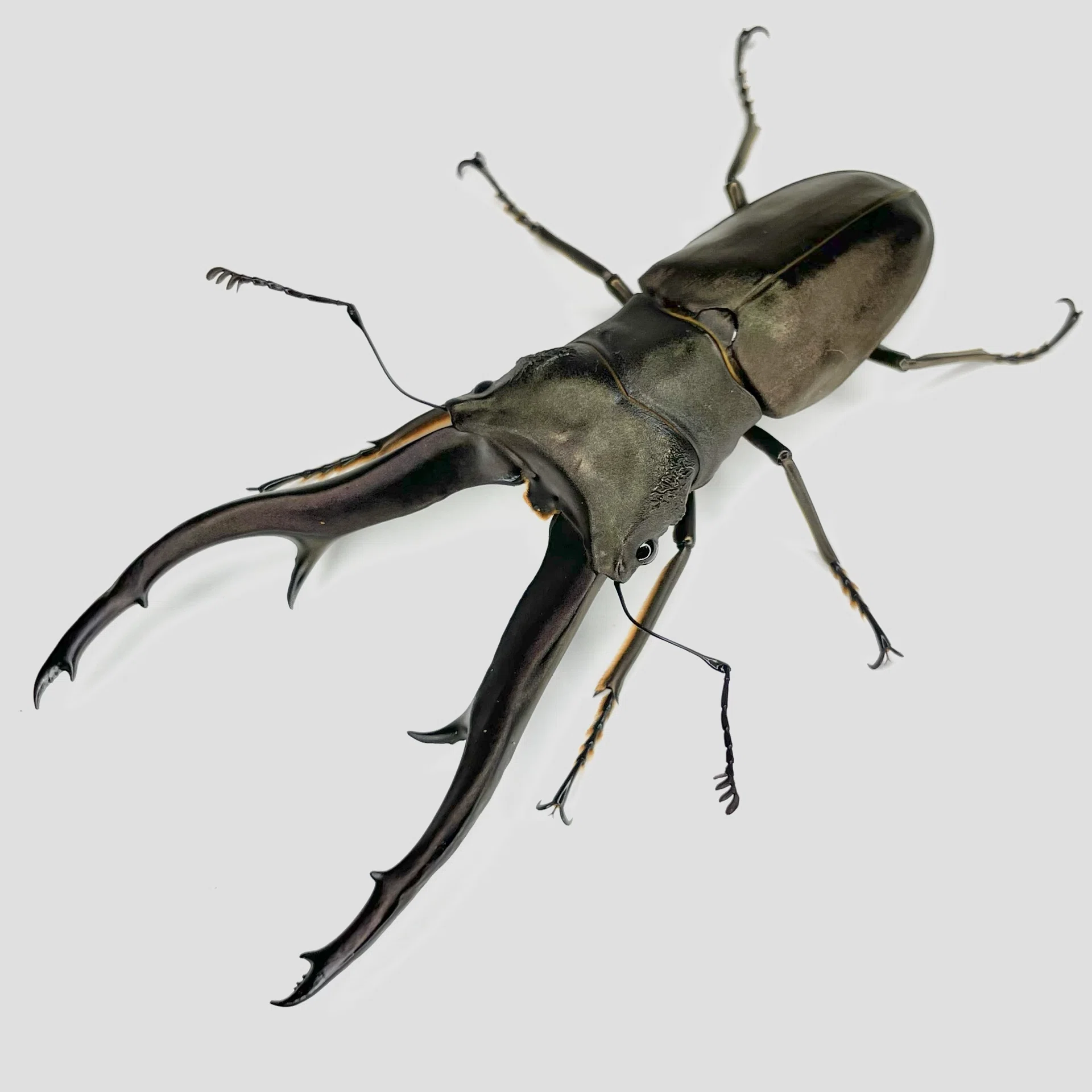 クワガタの方の近況｜Yezo_Dorcus