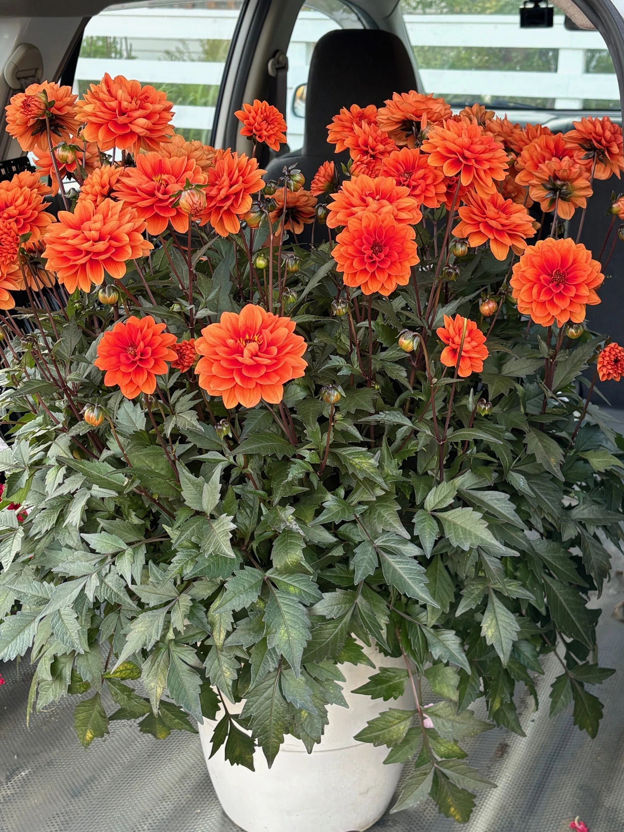 今週のお花（5月20日）夏から秋にかけて咲くお花、ダリア｜sola og