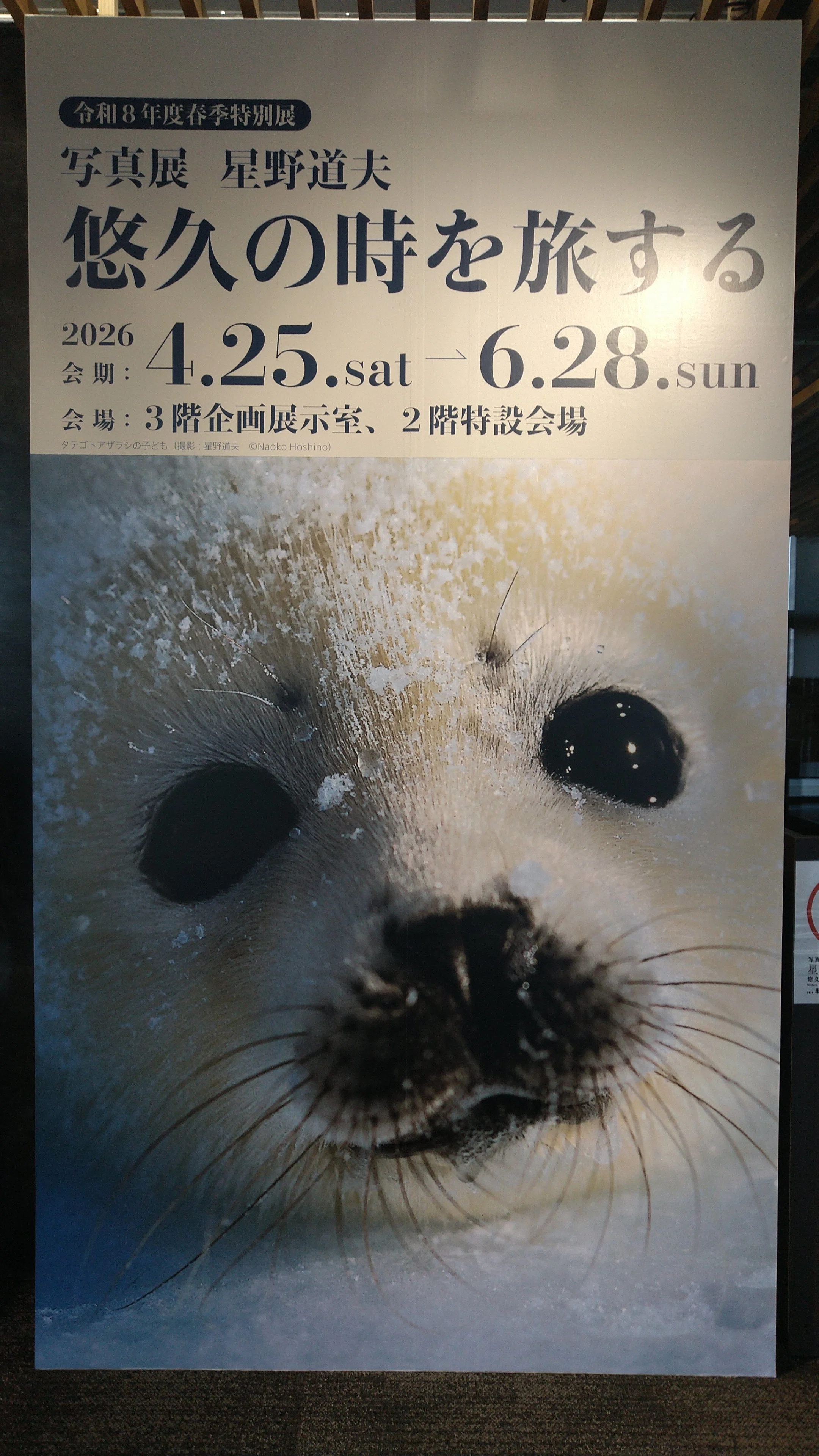 星野道夫写真展へ｜星先かおる