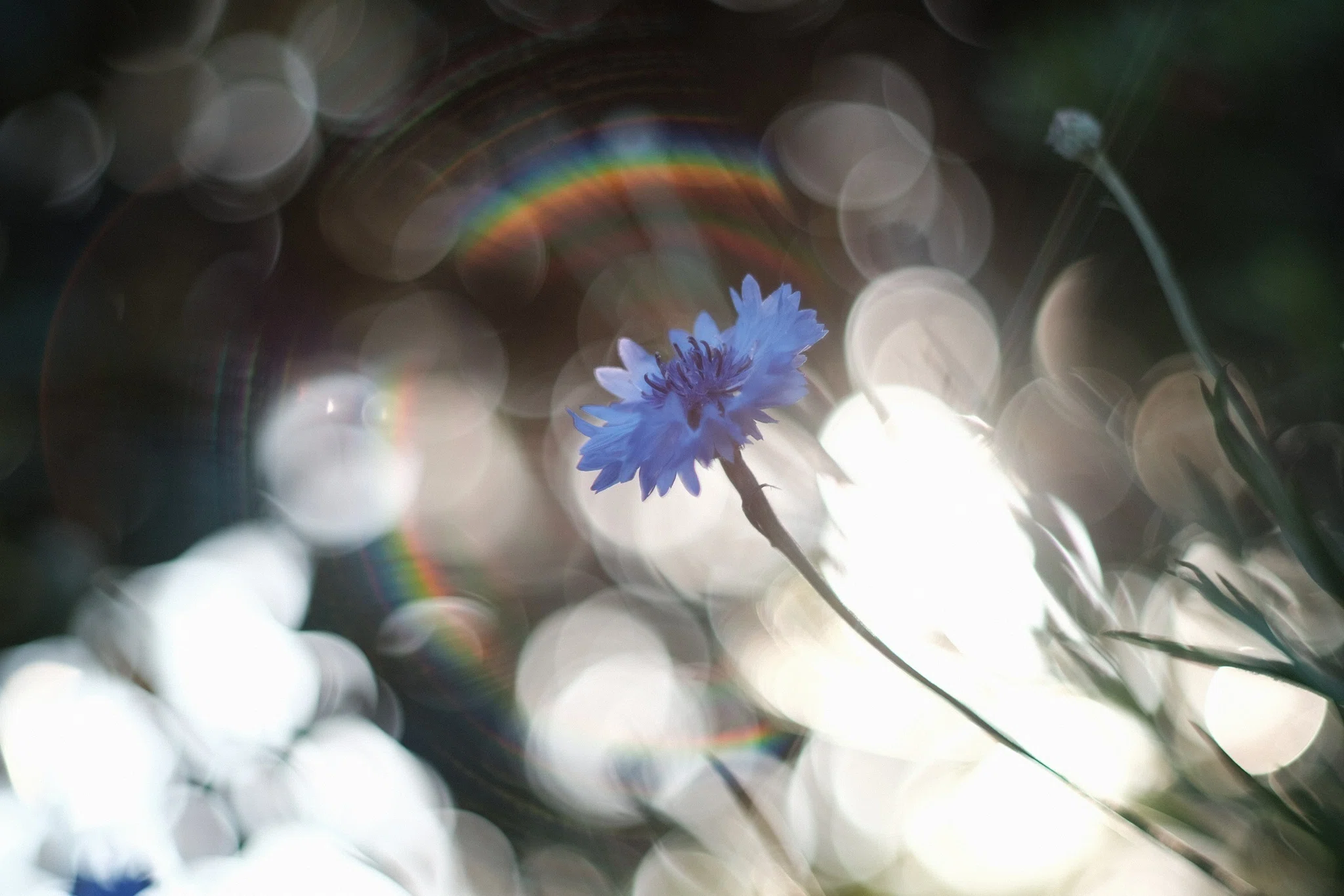 X-E3と初めてのオールドレンズ｜Super Takumar 55mm f1.8｜モルゲン