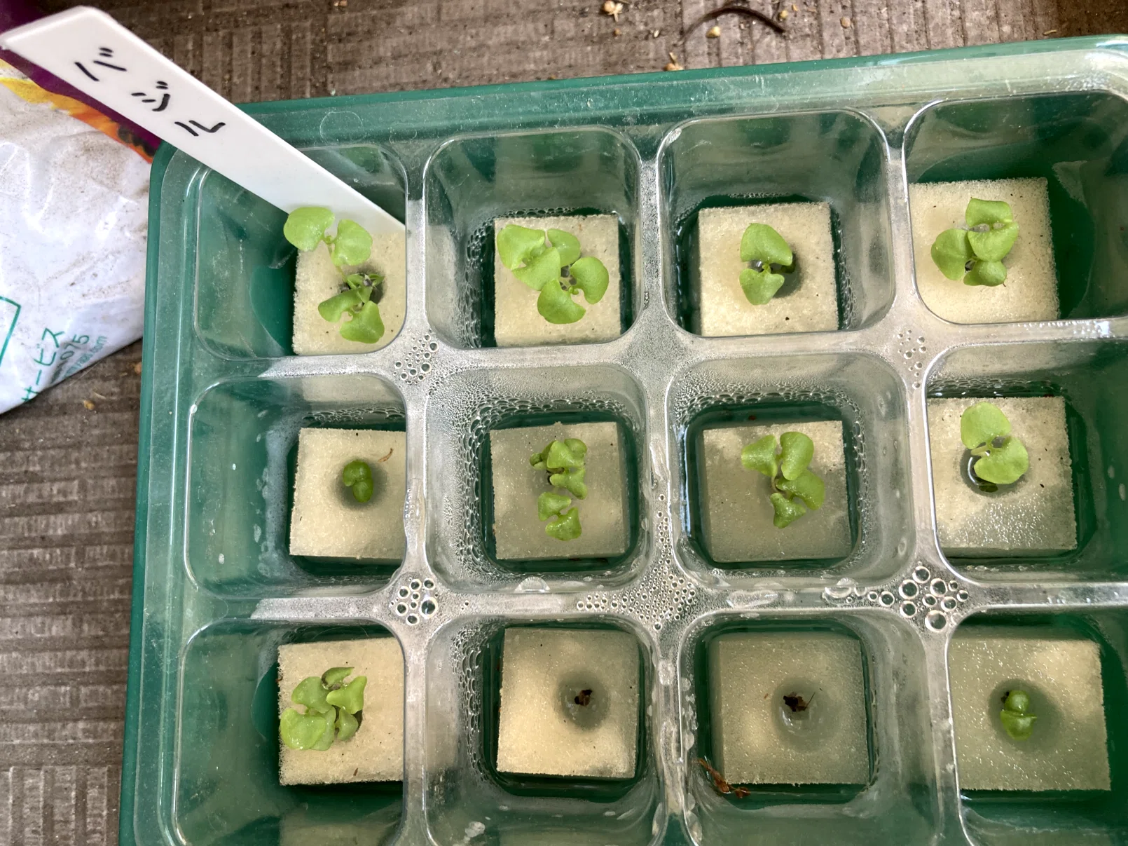 植物の成長著しいですが負けないように記録します（種まきの結果