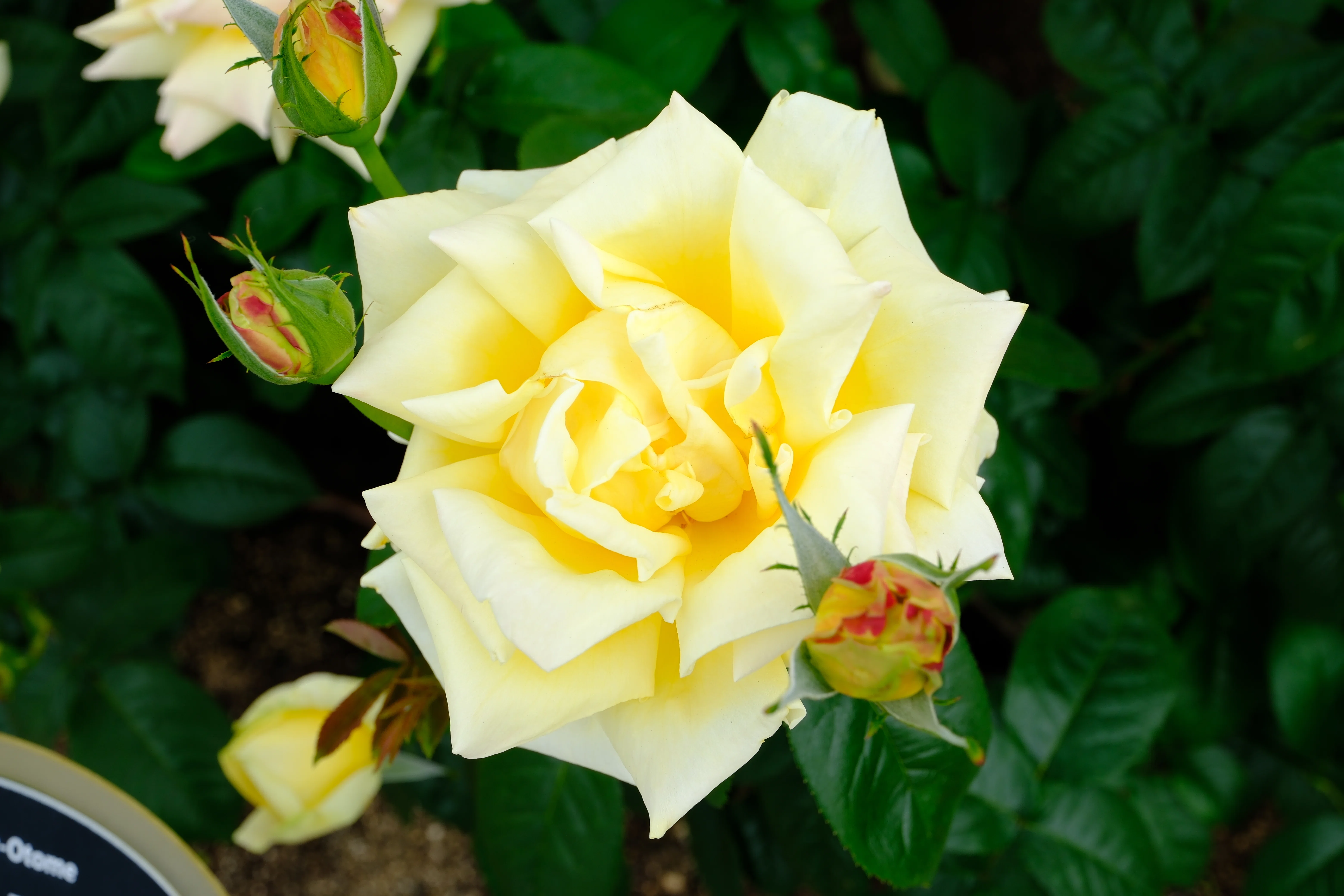 📷X-T30III × 🌹中之島バラ園 ｜ 🇯🇵天津乙女｜ぱぽにゃん🌹薔薇を