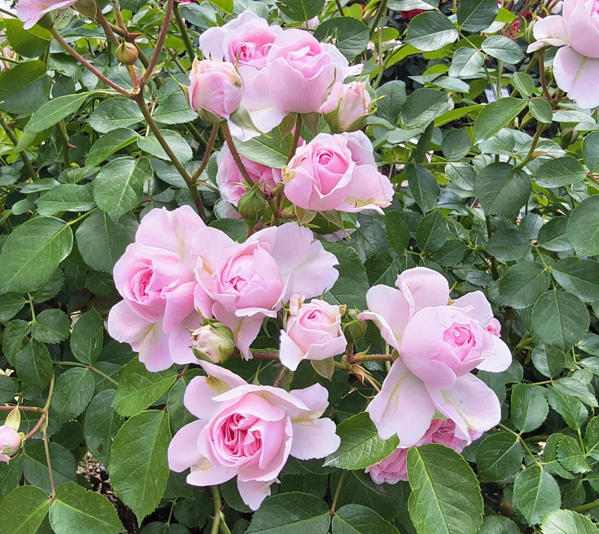 人生、初バラ園！！🌹｜NJ