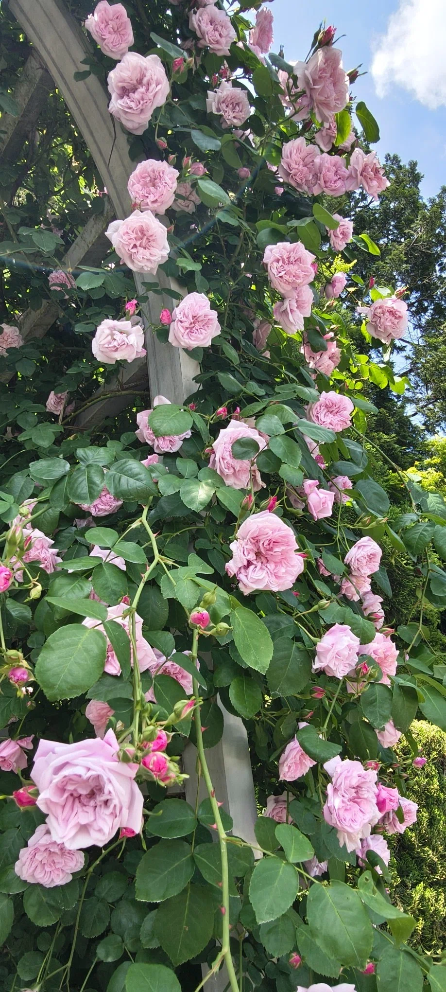 ミラクルオブザソーン　バラ売り用　コメントお願い致します(⁠ ⁠ꈍ⁠ᴗ⁠ꈍ⁠) 人生、初バラ園！！🌹｜NJ