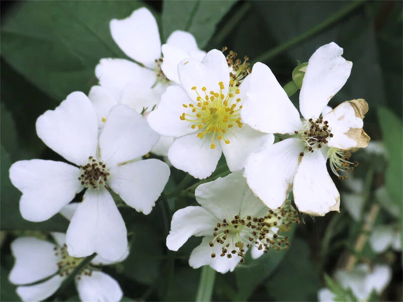 5月 上旬 に 咲き 始めて… 今 も 咲くノ イバラ （野 茨） の 花 たち