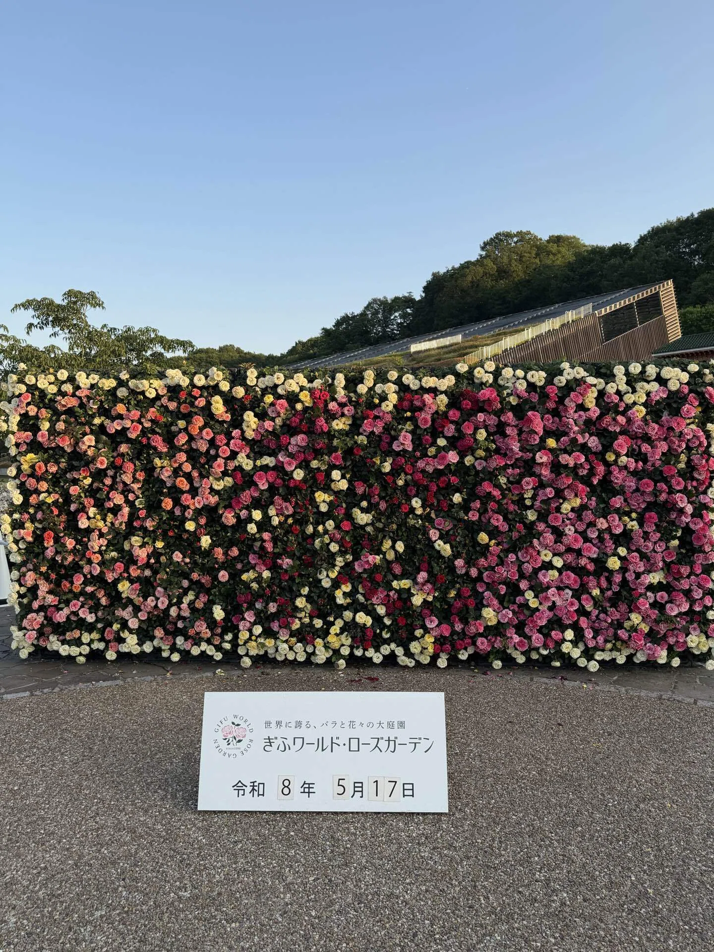 満開の薔薇に、未来の景色を重ねて〜5月17日DAY93ハイネス愛とハイネス