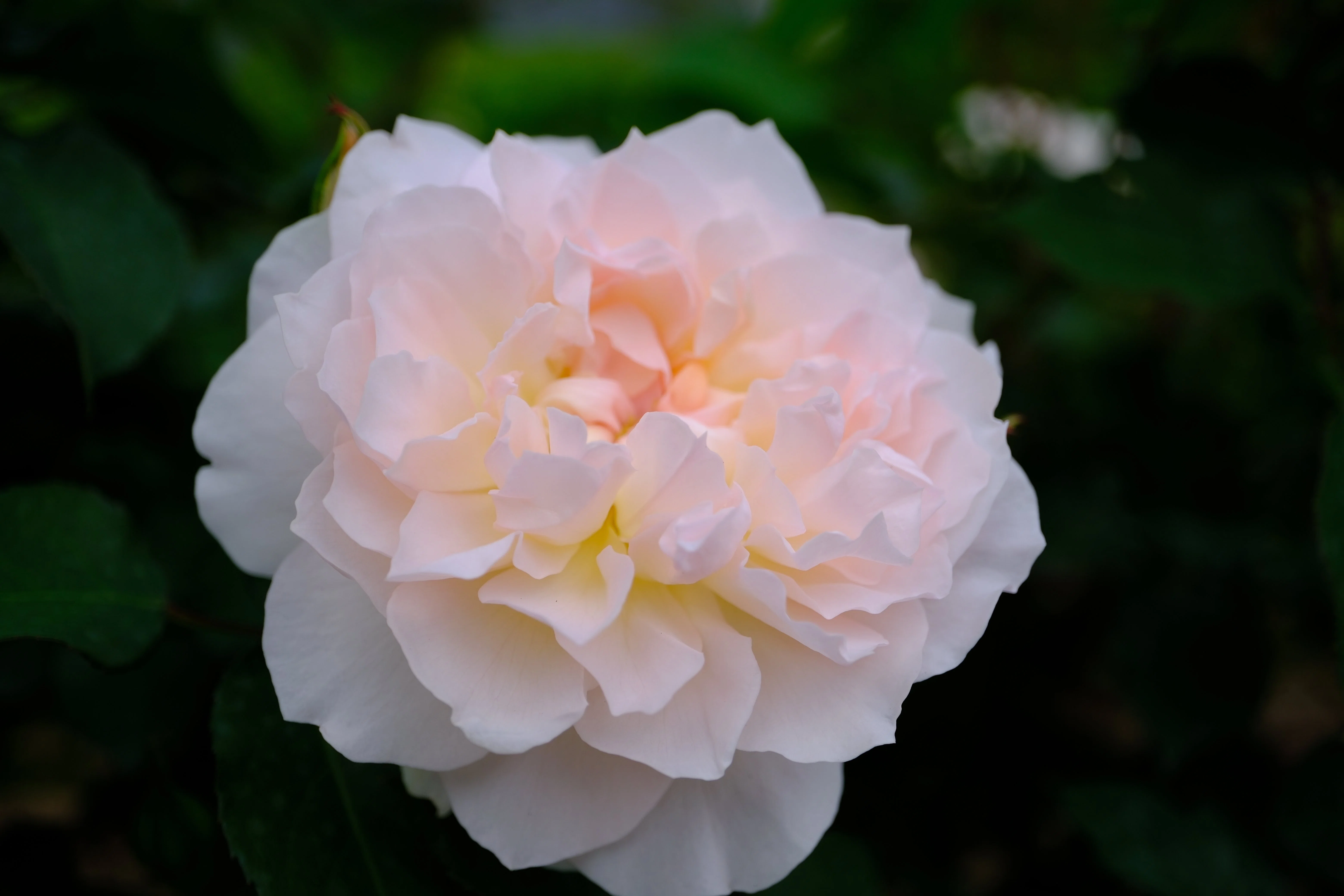 📷X-T30III × 🌹中之島バラ園 ｜ 🇬🇧メアリー・マグダレン｜ぱぽ