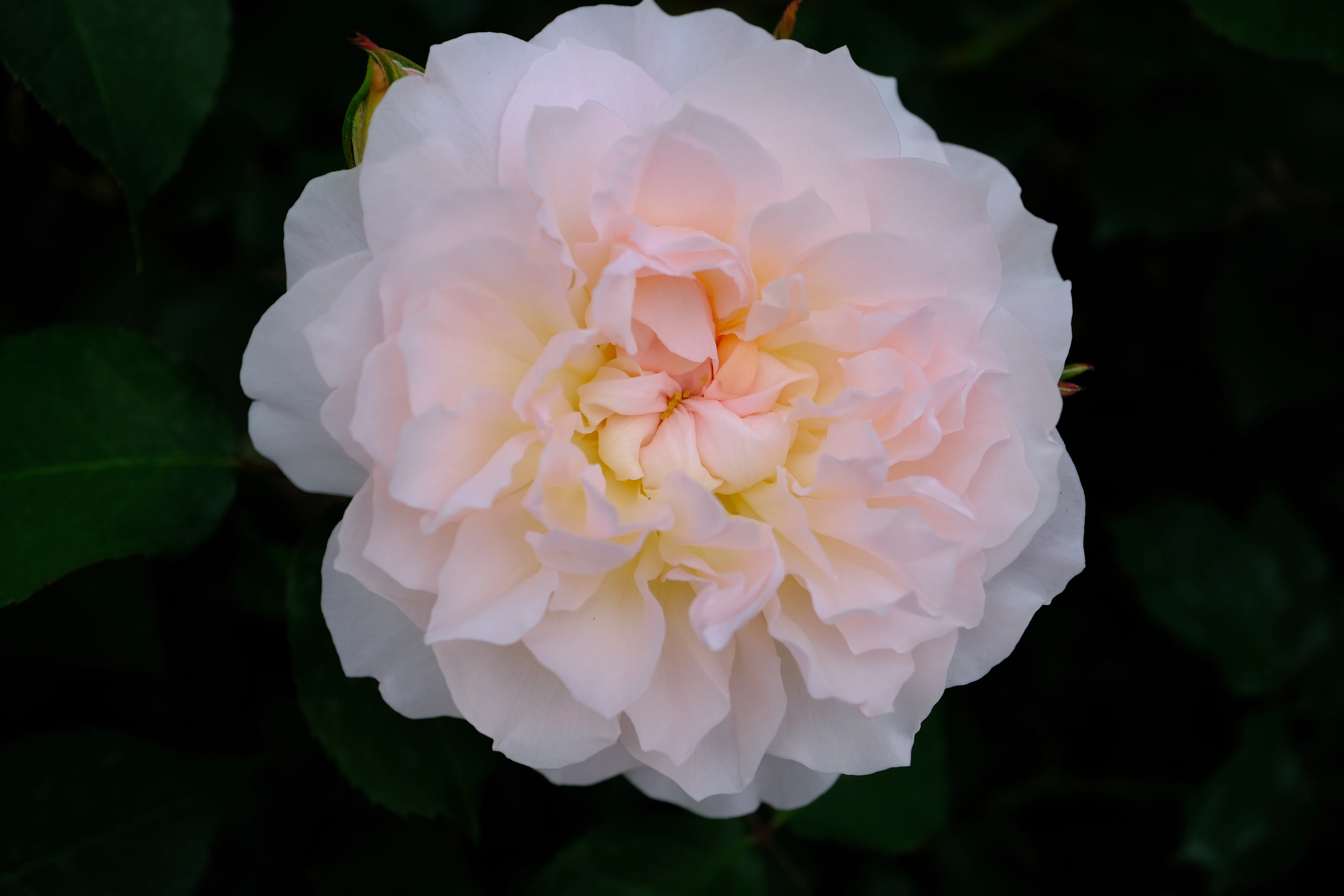 📷X-T30III × 🌹中之島バラ園 ｜ 🇬🇧メアリー・マグダレン｜ぱぽ
