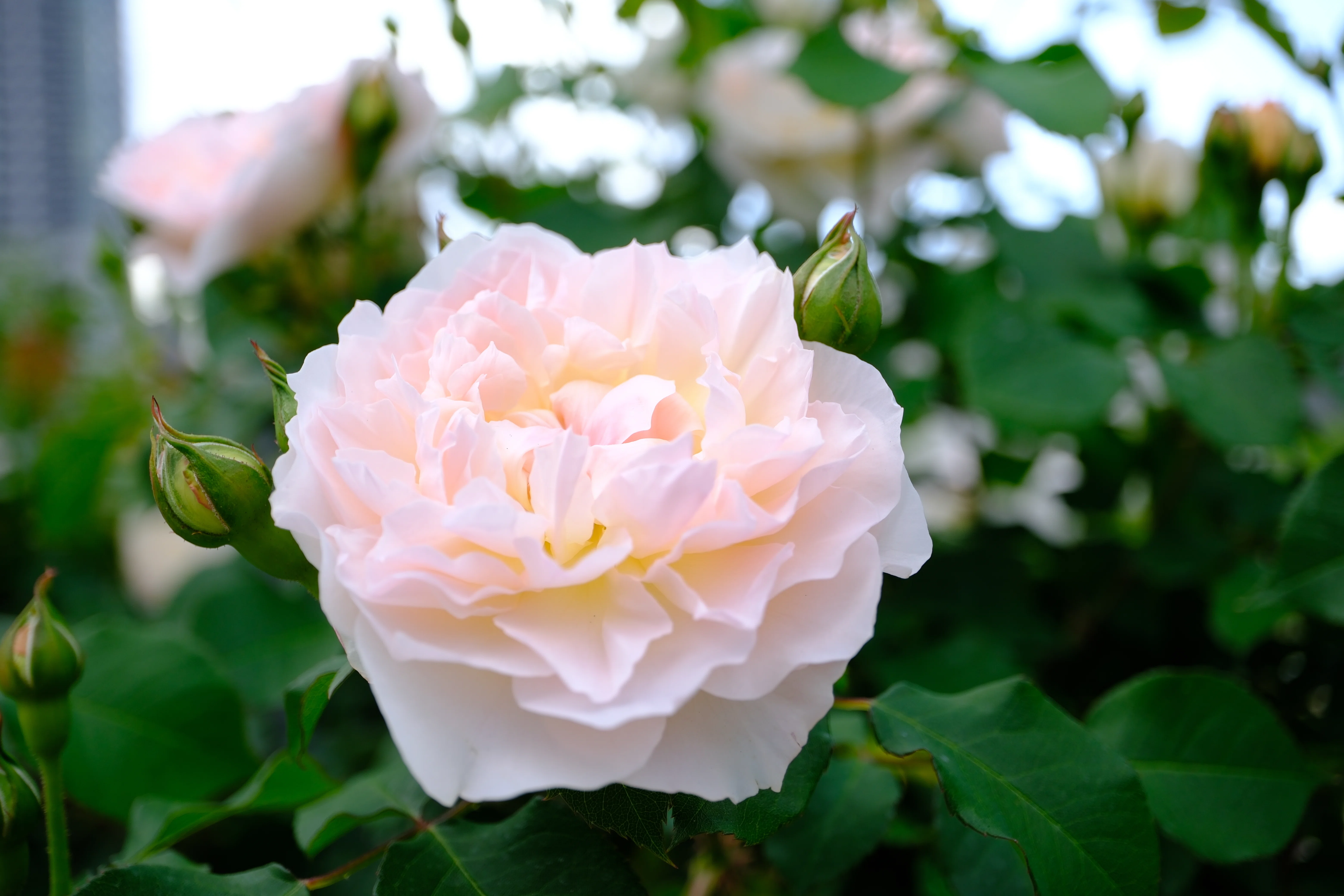 📷X-T30III × 🌹中之島バラ園 ｜ 🇬🇧メアリー・マグダレン｜ぱぽ