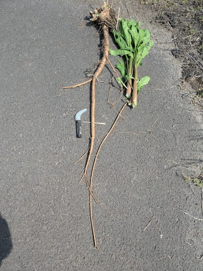 Pokeweed Eradication: Defeating 