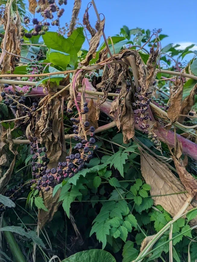 Pokeweed Eradication: Defeating 