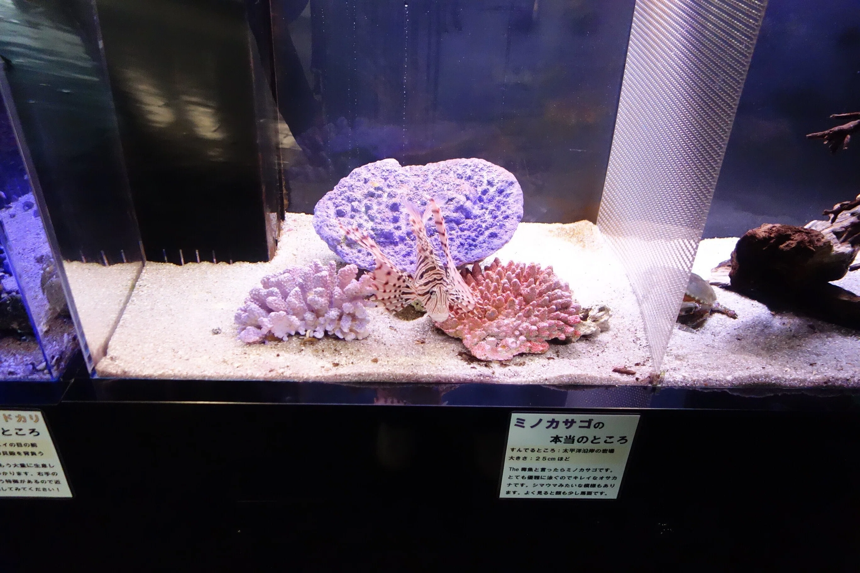 Pitch FM おいでよ蒲郡 第202回目の振り返り 竹島水族館さんの企画展