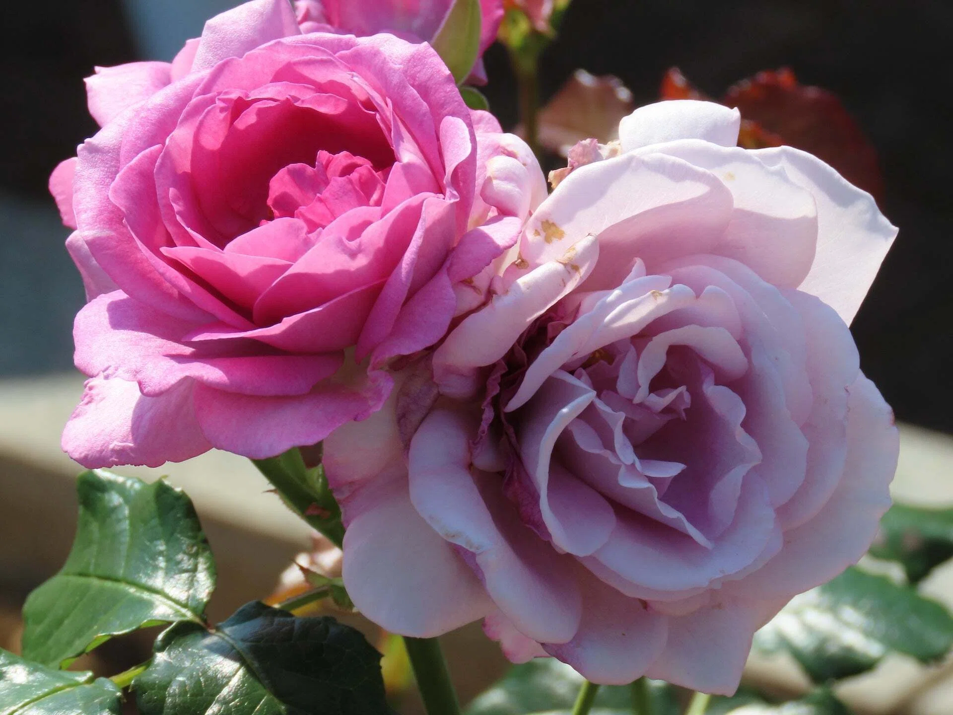 輝くシルバーブルーローズ青い薔薇、ヴェルニー公園｜nyannko